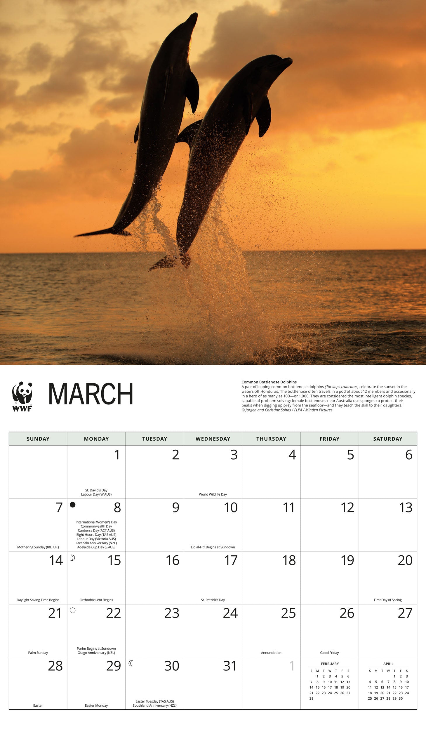 2027 WWF Dolphins - Deluxe Wall Calendar – image 3