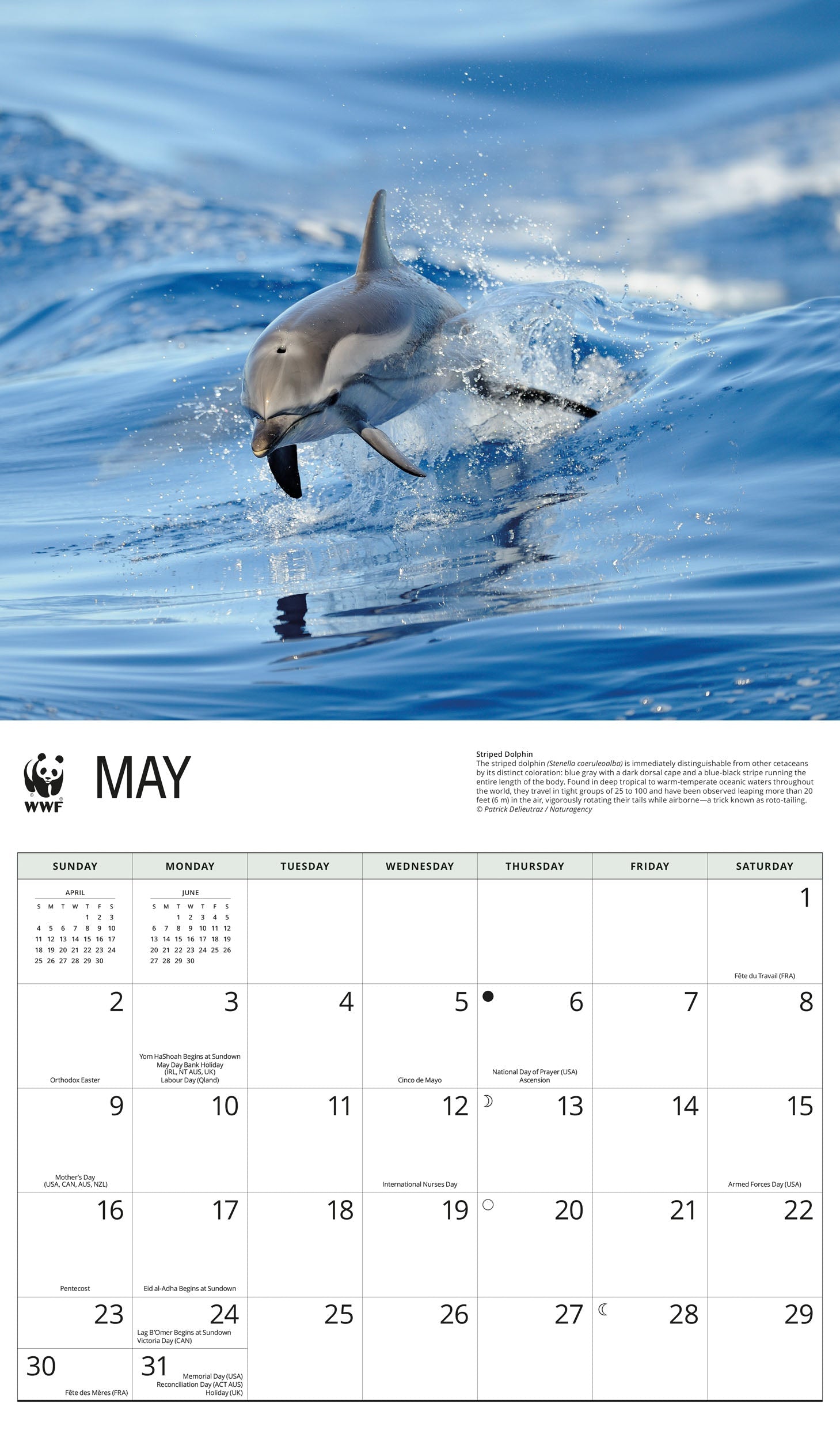 2027 WWF Dolphins - Deluxe Wall Calendar – image 4
