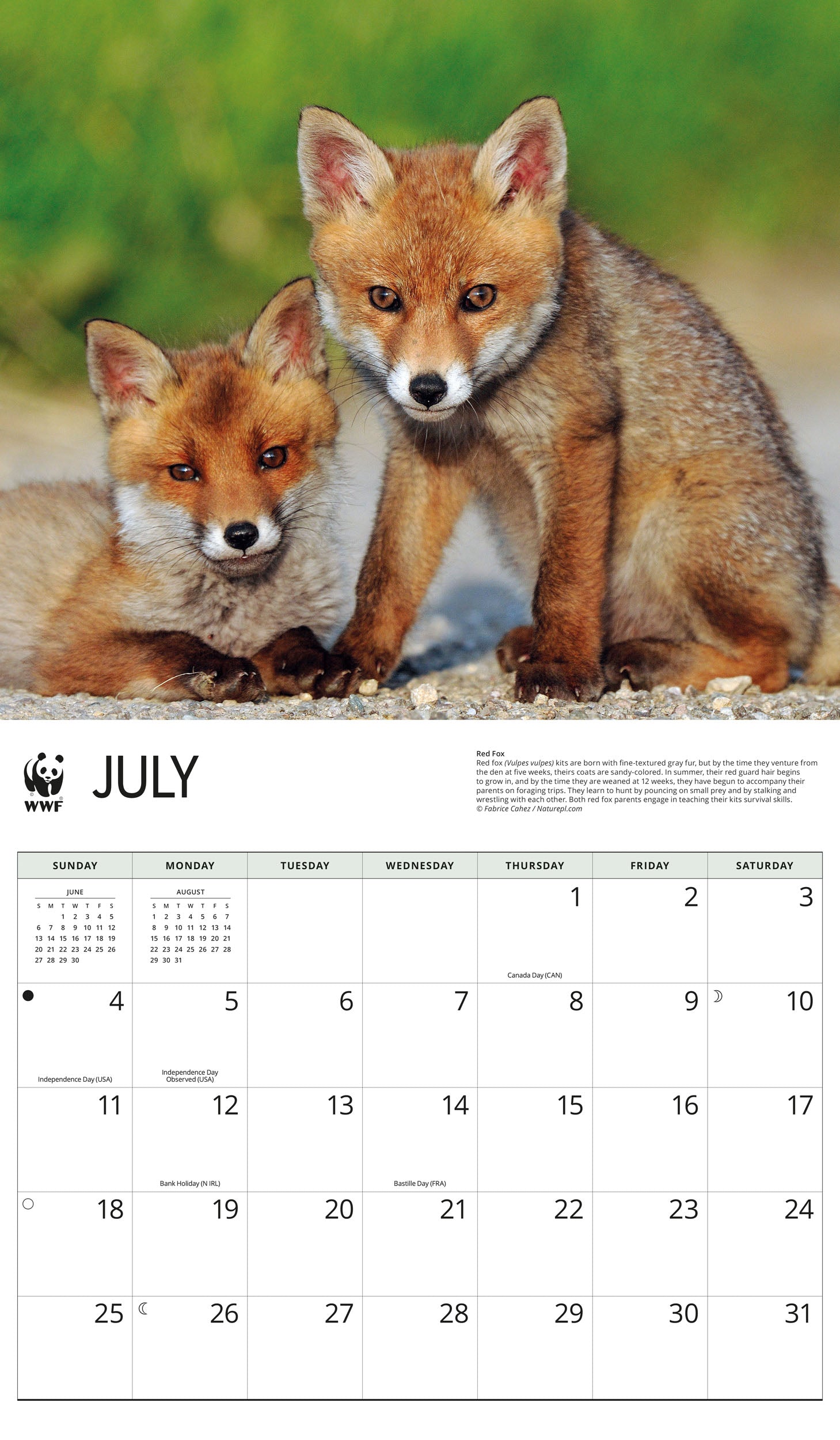 2027 WWF Foxes - Deluxe Wall Calendar – image 4