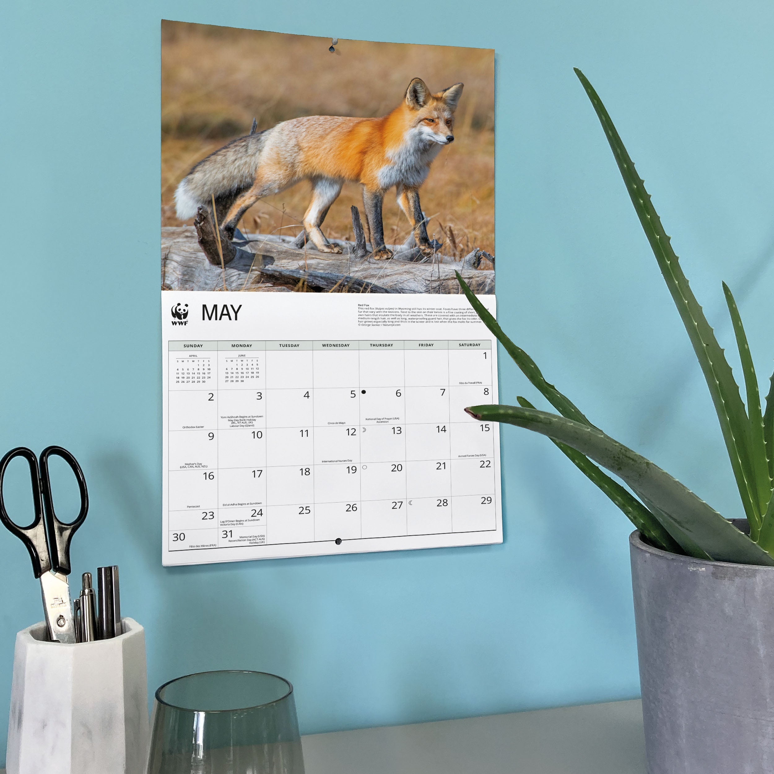 2027 WWF Foxes - Deluxe Wall Calendar – image 6