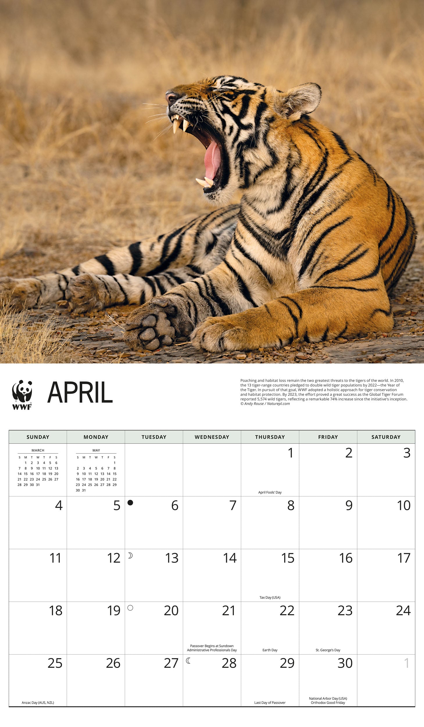 2027 WWF Tigers - Deluxe Wall Calendar – image 3