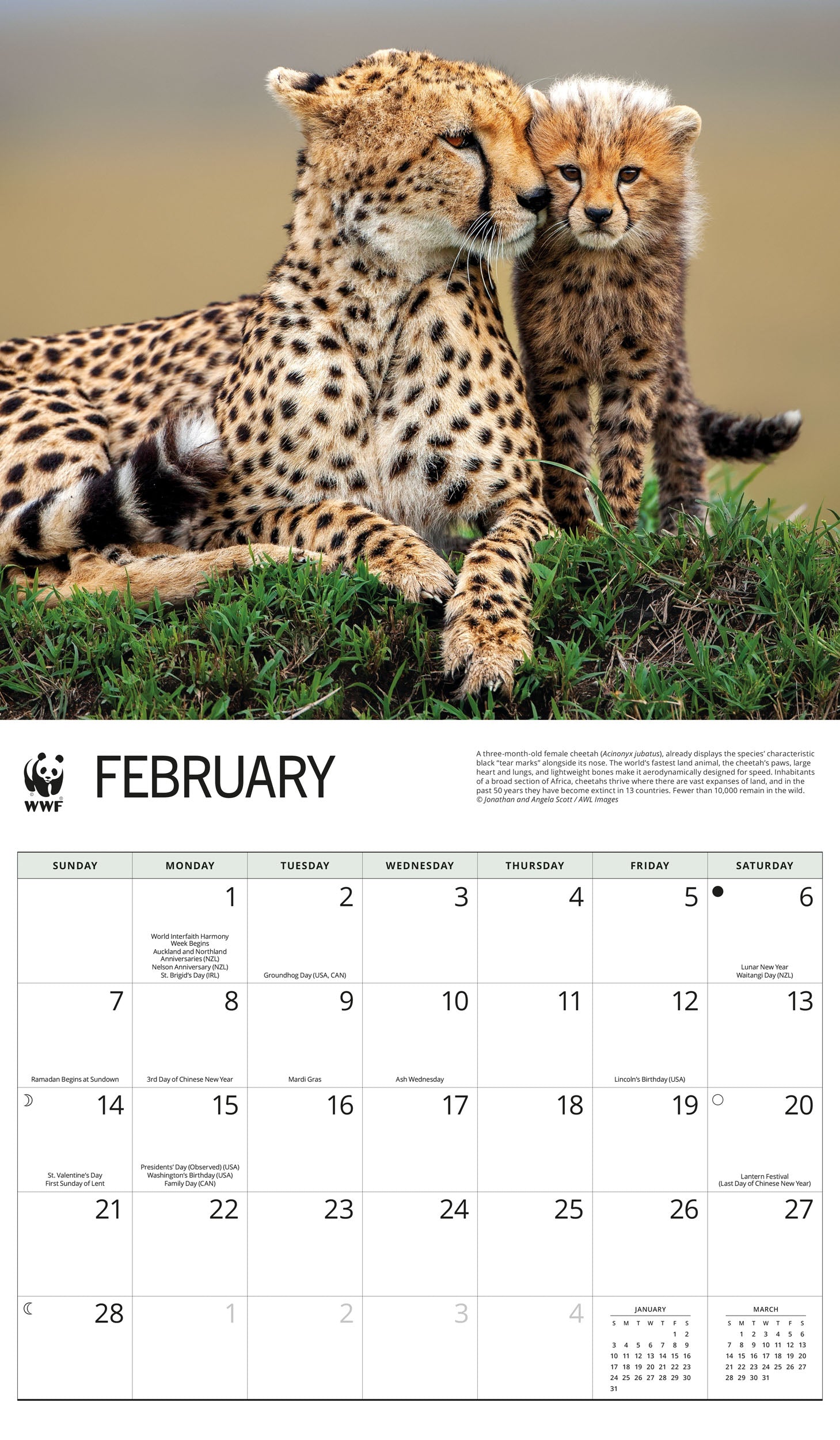 2027 WWF Wild Cats - Deluxe Wall Calendar – image 3