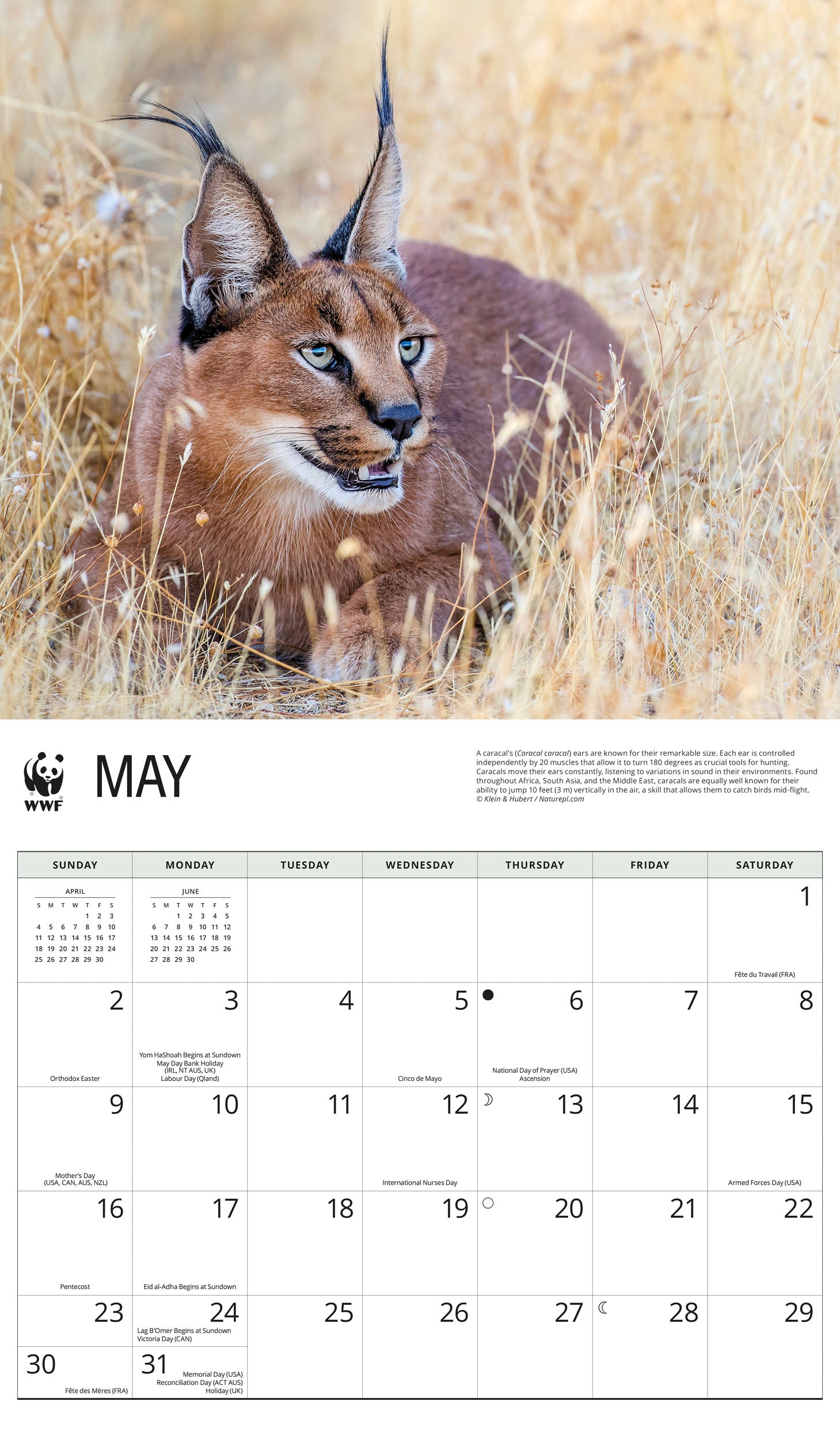 2027 WWF Wild Cats - Deluxe Wall Calendar – image 4