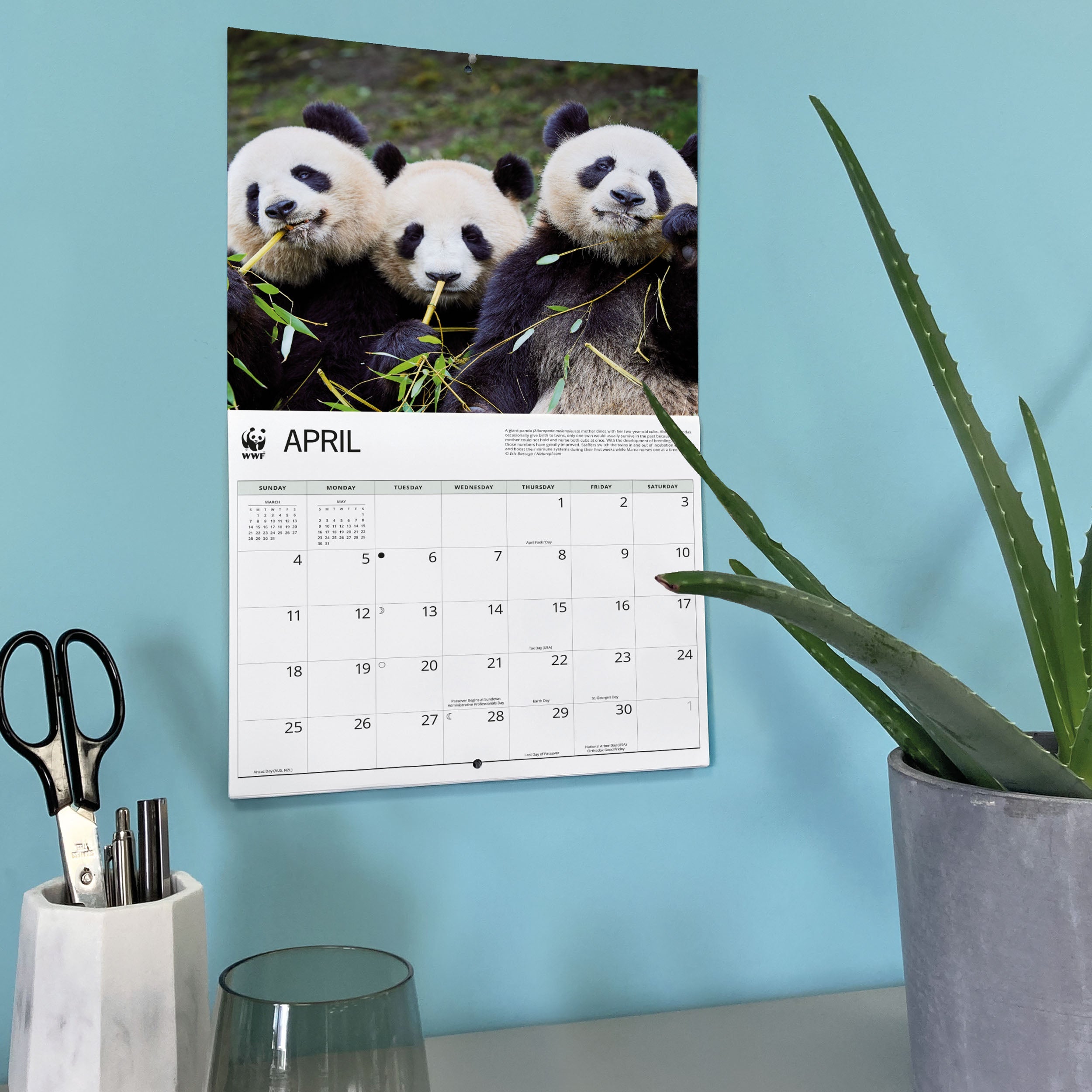 2027 WWF Giant Pandas - Deluxe Wall Calendar – image 6