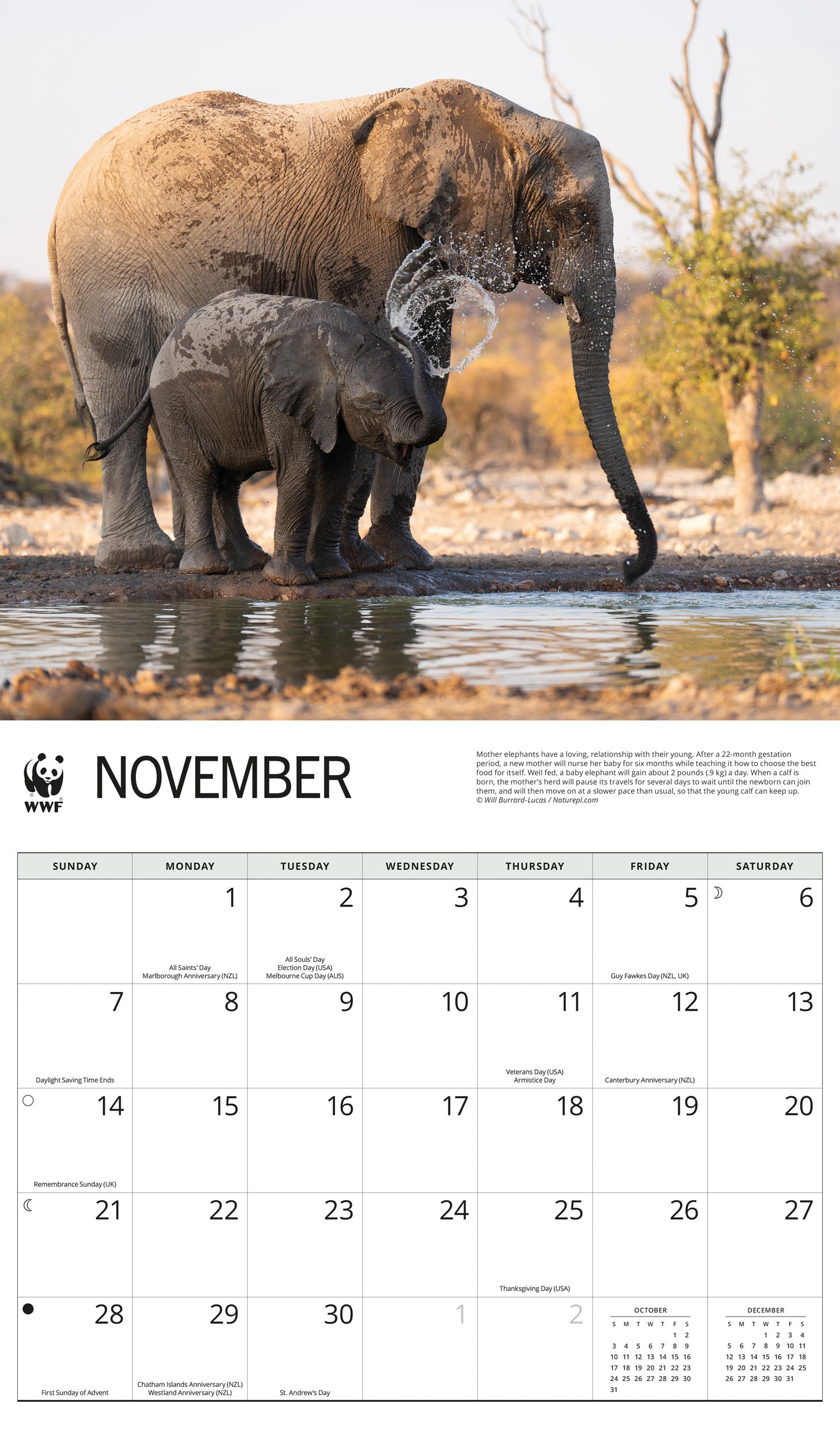 2027 WWF Elephants - Deluxe Wall Calendar – image 5