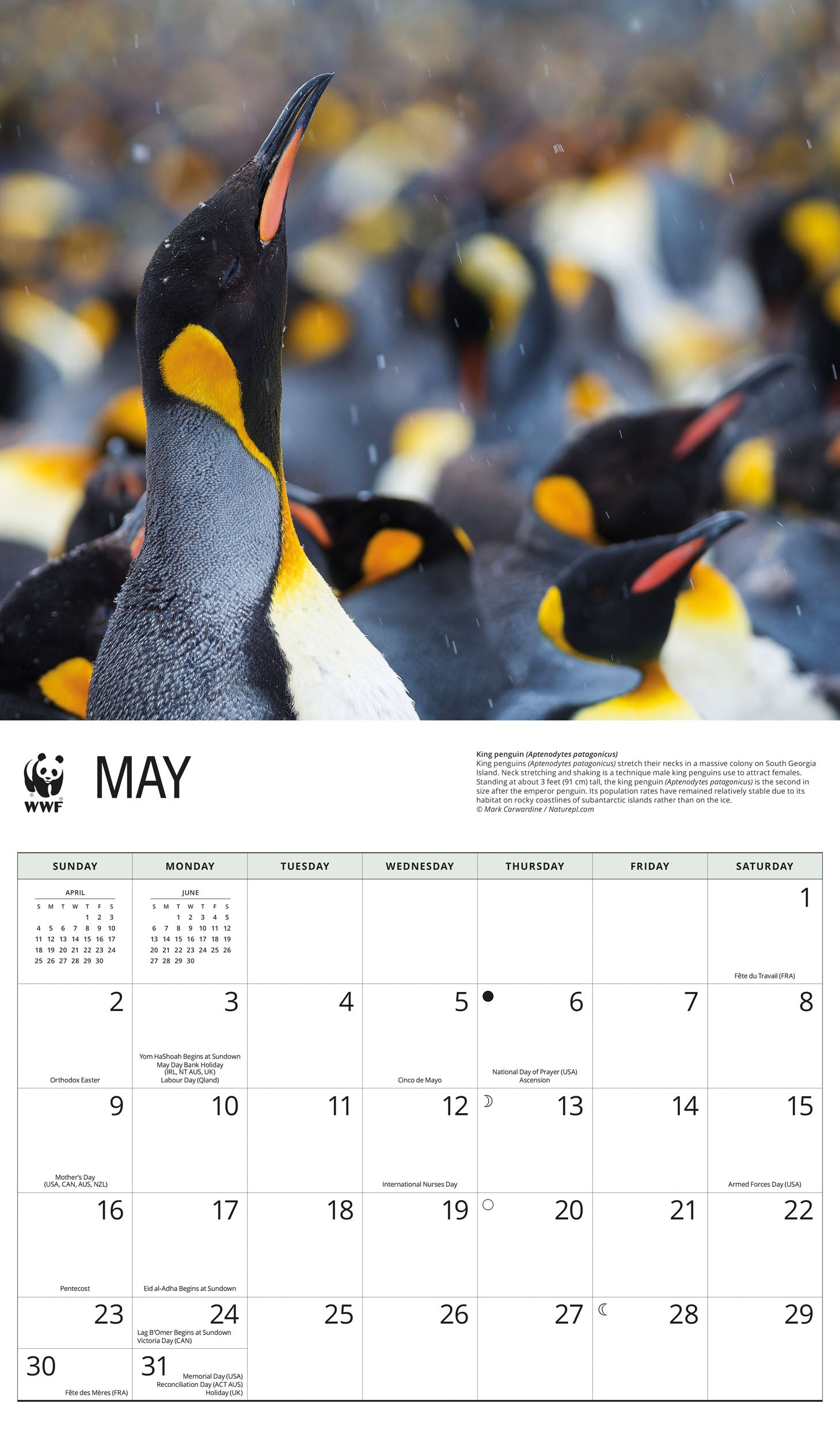 2027 WWF Penguins - Deluxe Wall Calendar – image 4