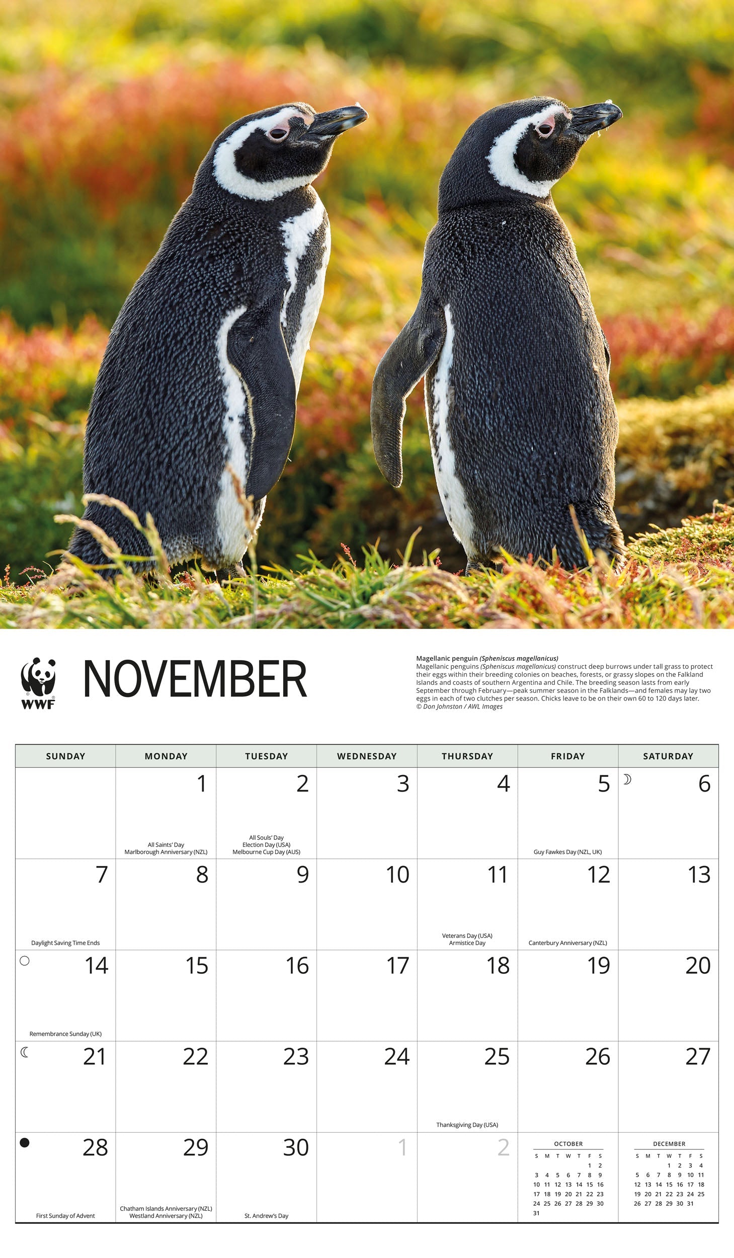 2027 WWF Penguins - Deluxe Wall Calendar – image 5