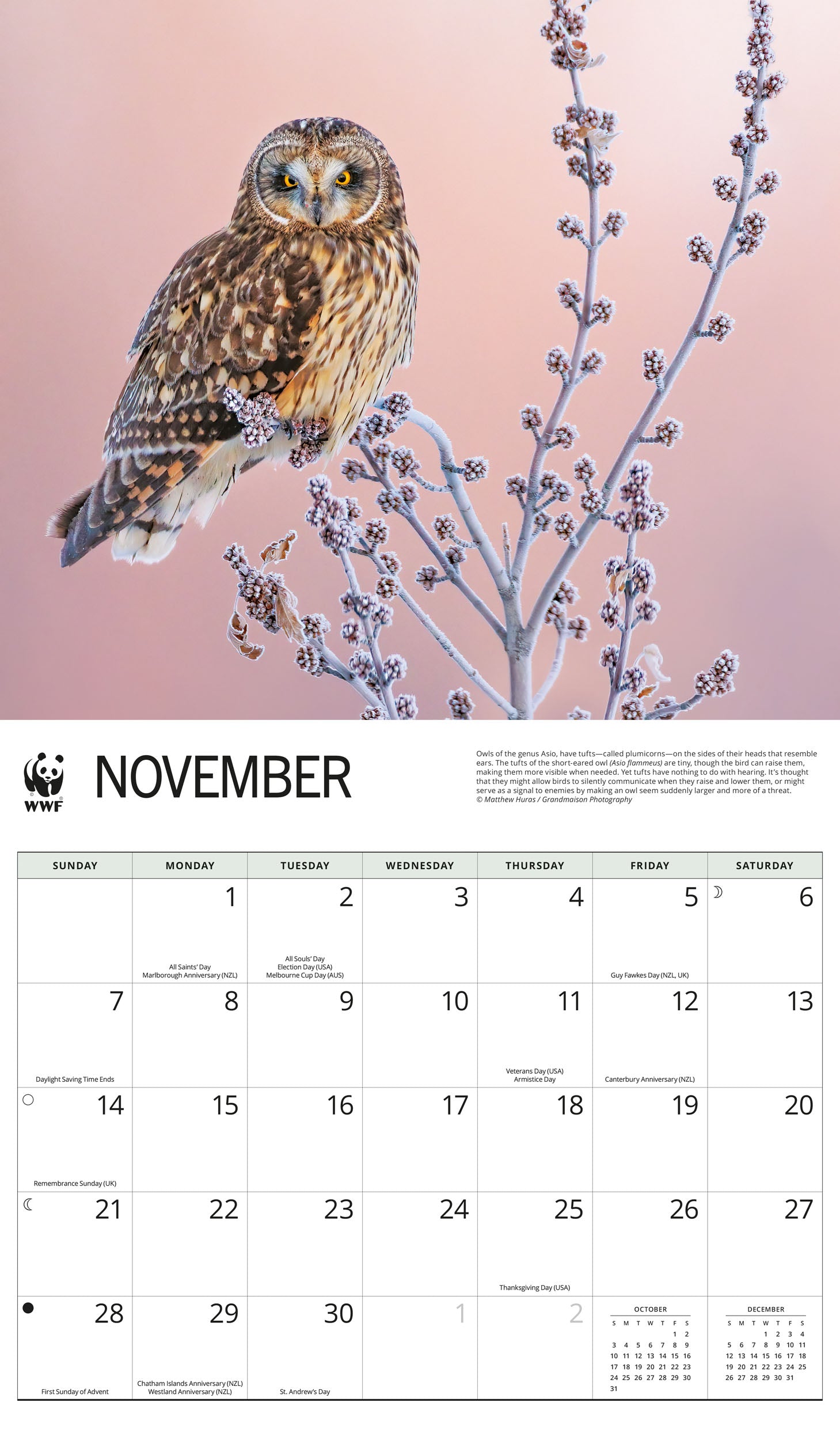 2027 WWF Owls - Deluxe Wall Calendar – image 5