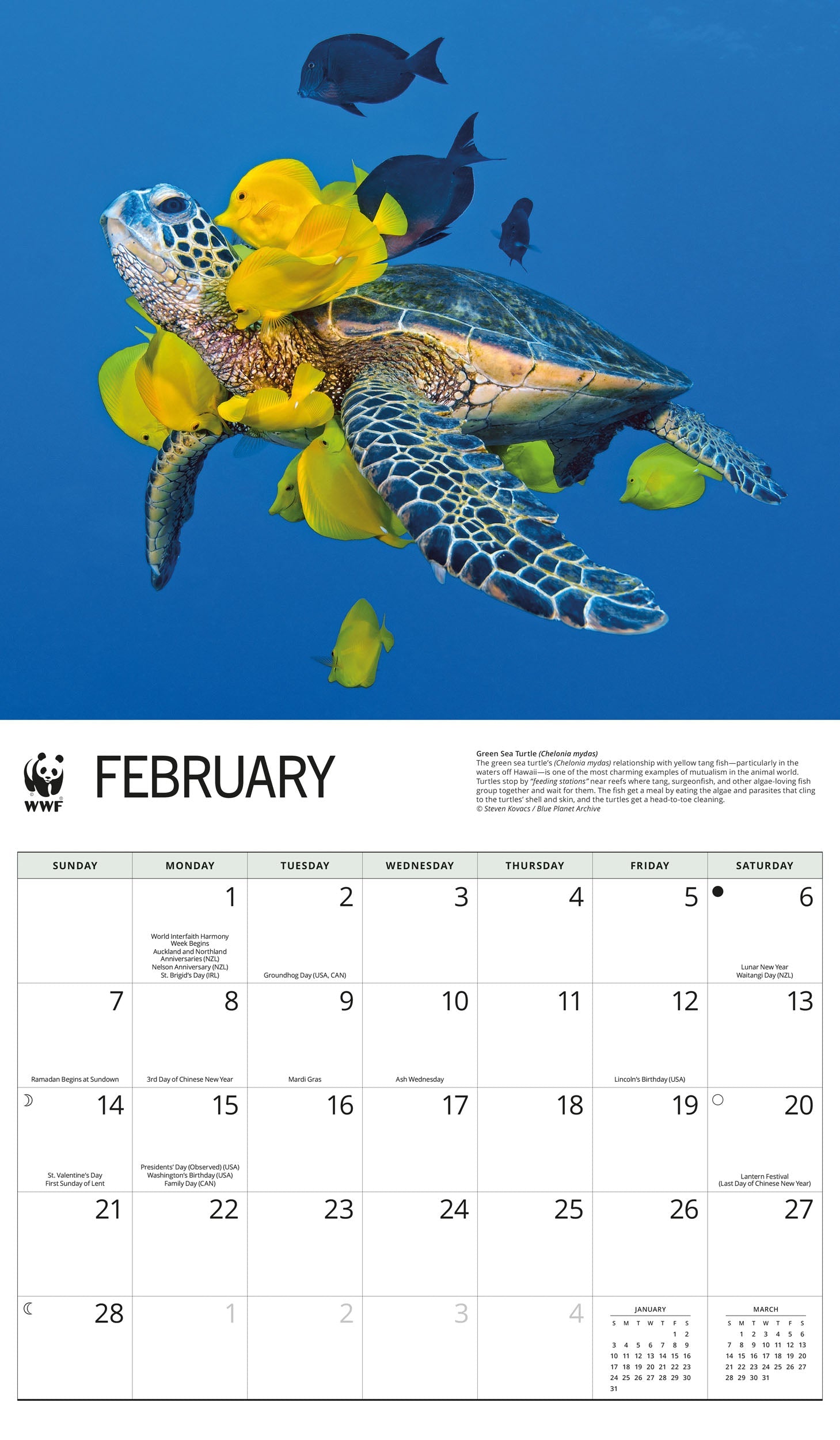 2027 WWF Sea Turtles - Deluxe Wall Calendar – image 3