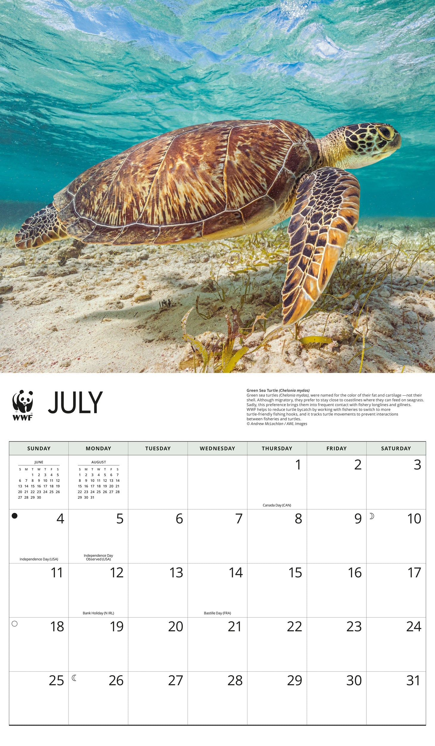 2027 WWF Sea Turtles - Deluxe Wall Calendar – image 4