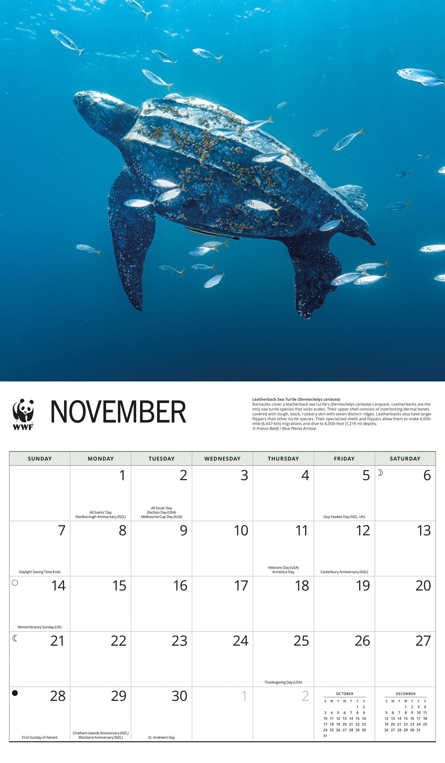 2027 WWF Sea Turtles - Deluxe Wall Calendar – image 5