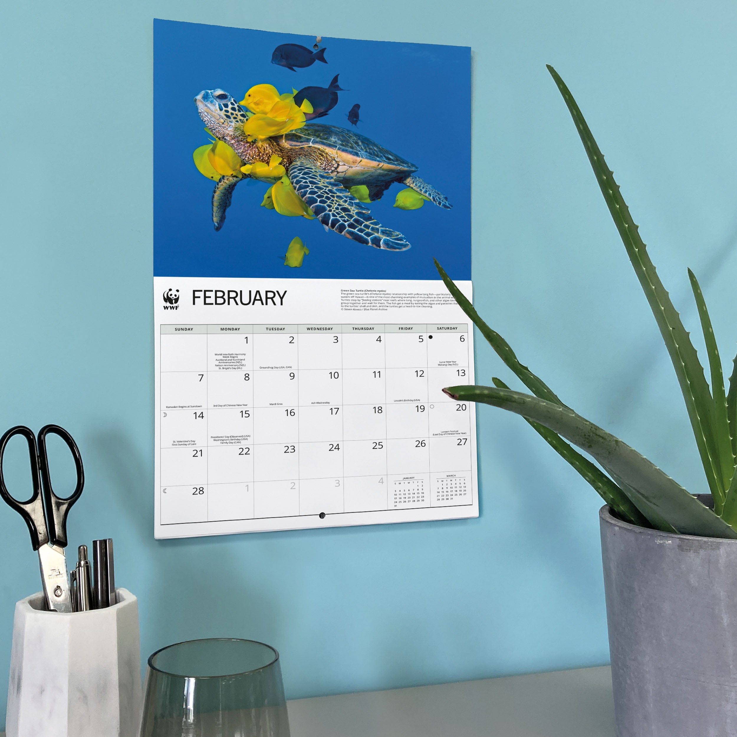 2027 WWF Sea Turtles - Deluxe Wall Calendar – image 6