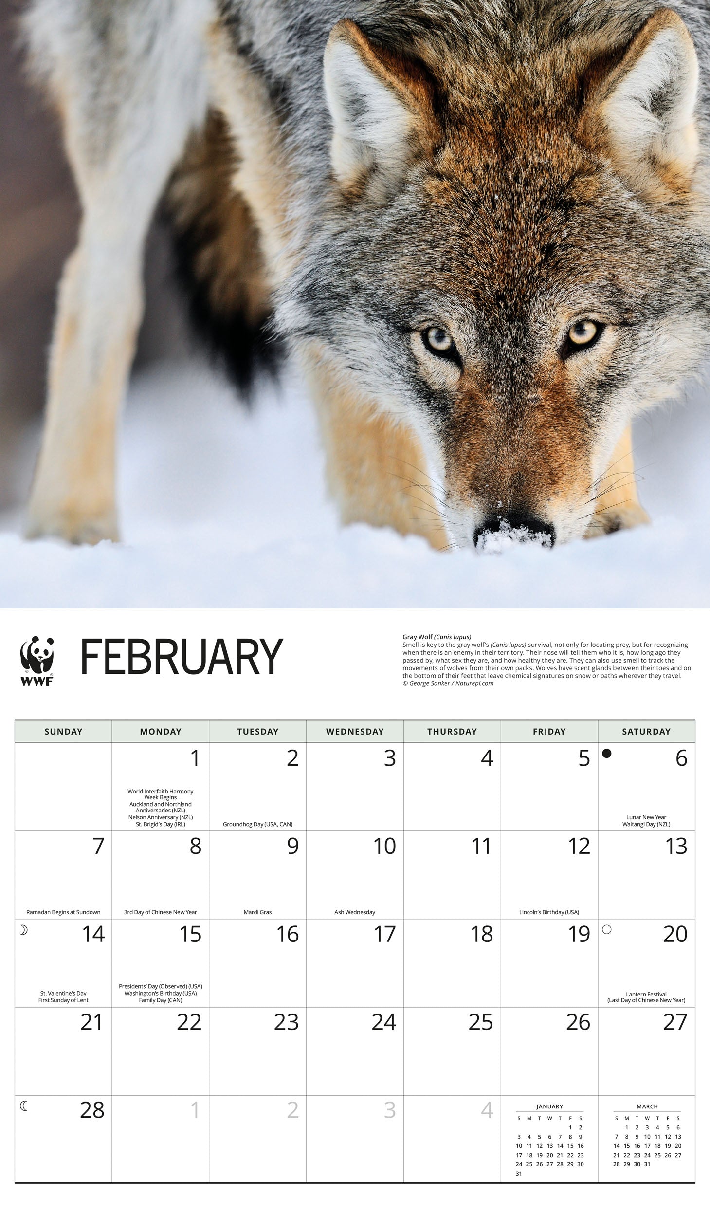 2027 WWF Wolves - Deluxe Wall Calendar – image 3