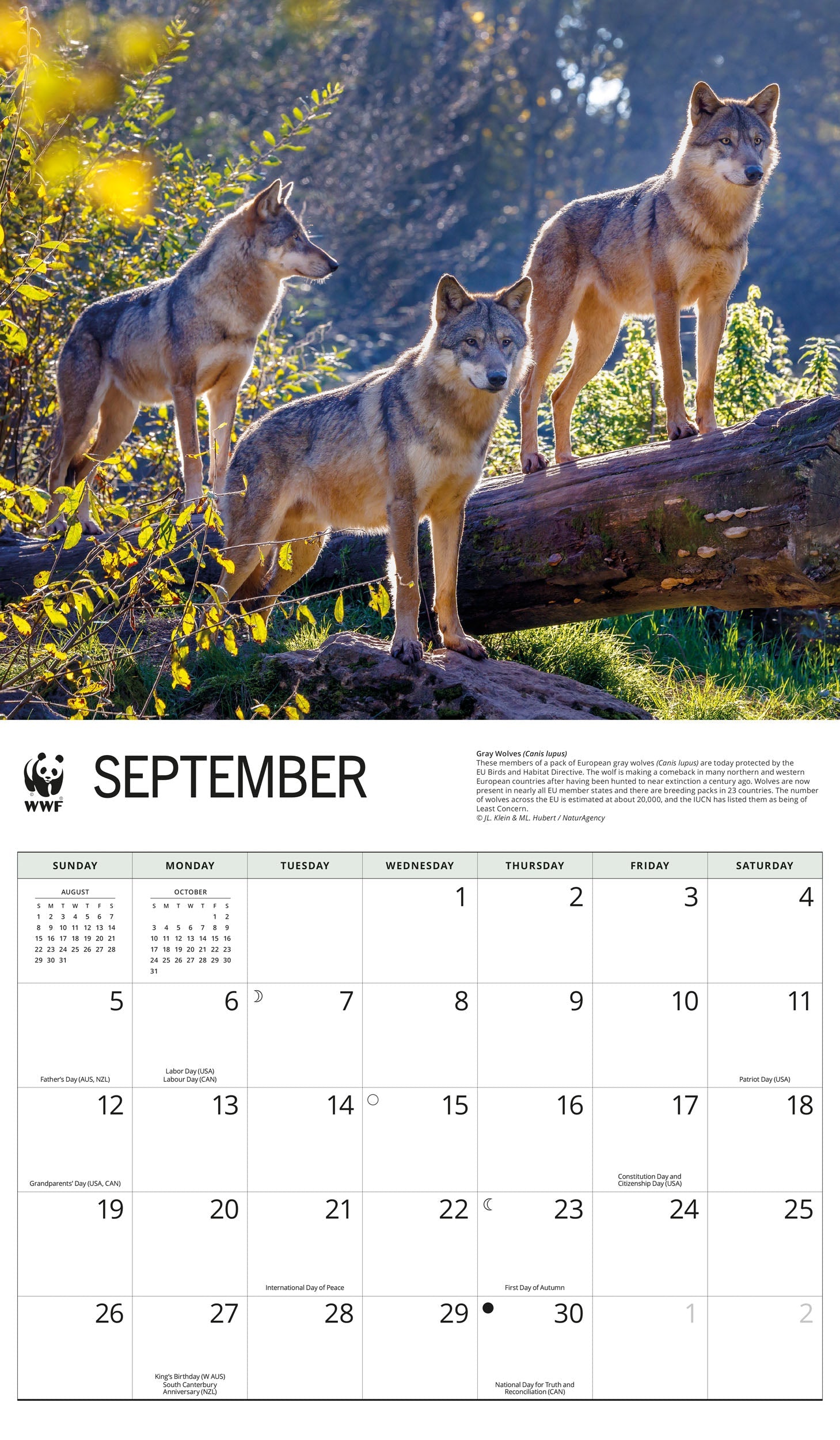 2027 WWF Wolves - Deluxe Wall Calendar – image 4