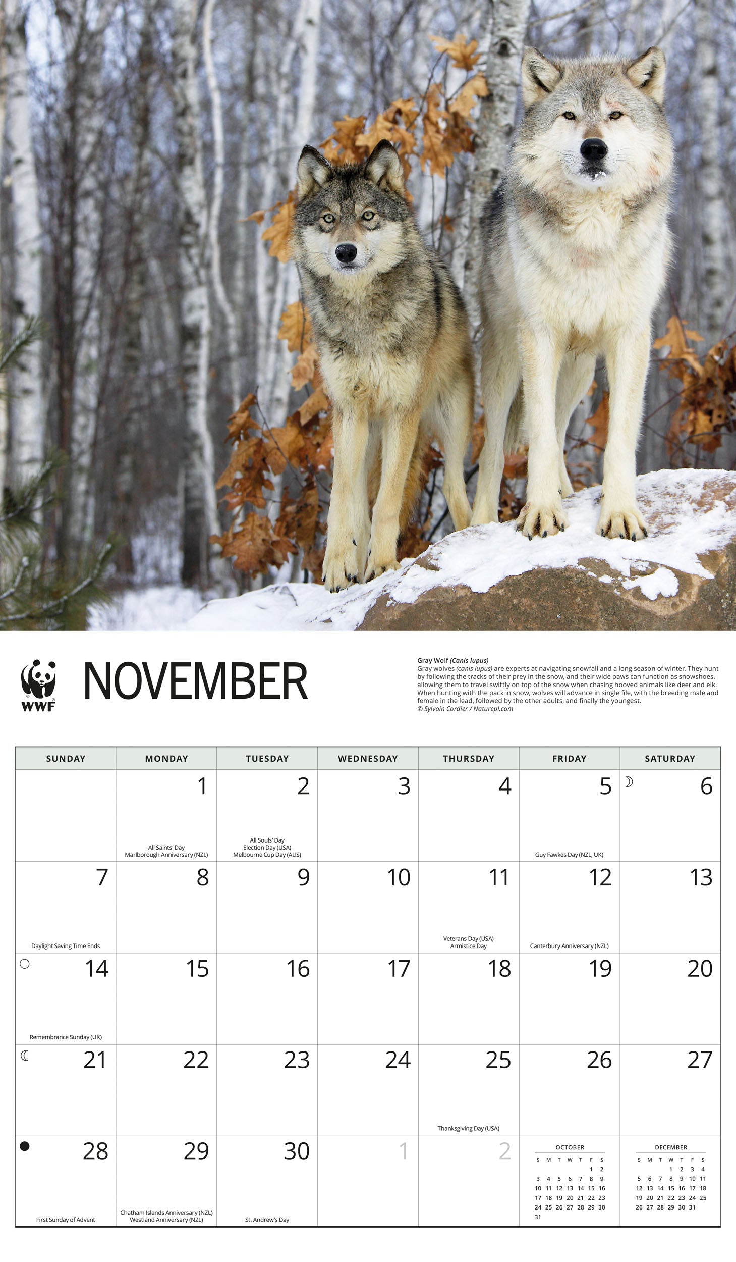 2027 WWF Wolves - Deluxe Wall Calendar – image 5