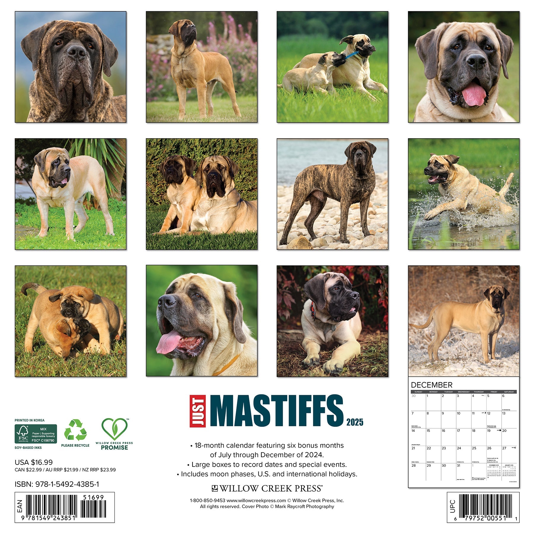 2025 Mastiffs - Square Wall Calendar