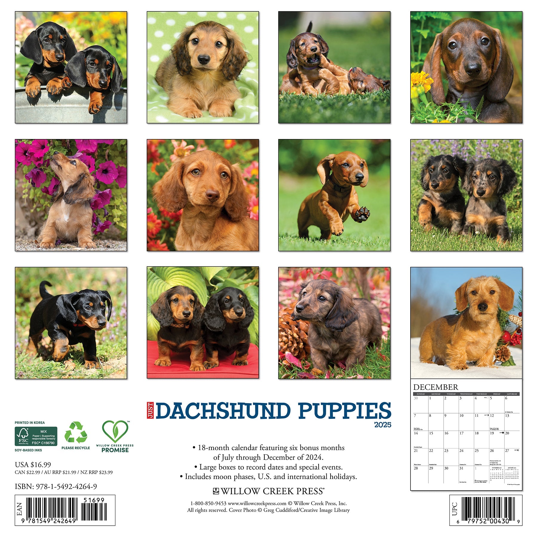 2025 Dachshund Puppies - Square Wall Calendar