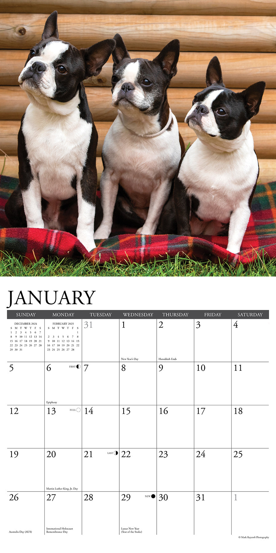 2025 Boston Terriers - Square Wall Calendar