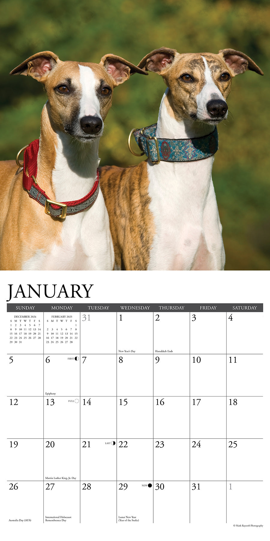 2025 Whippets - Square Wall Calendar