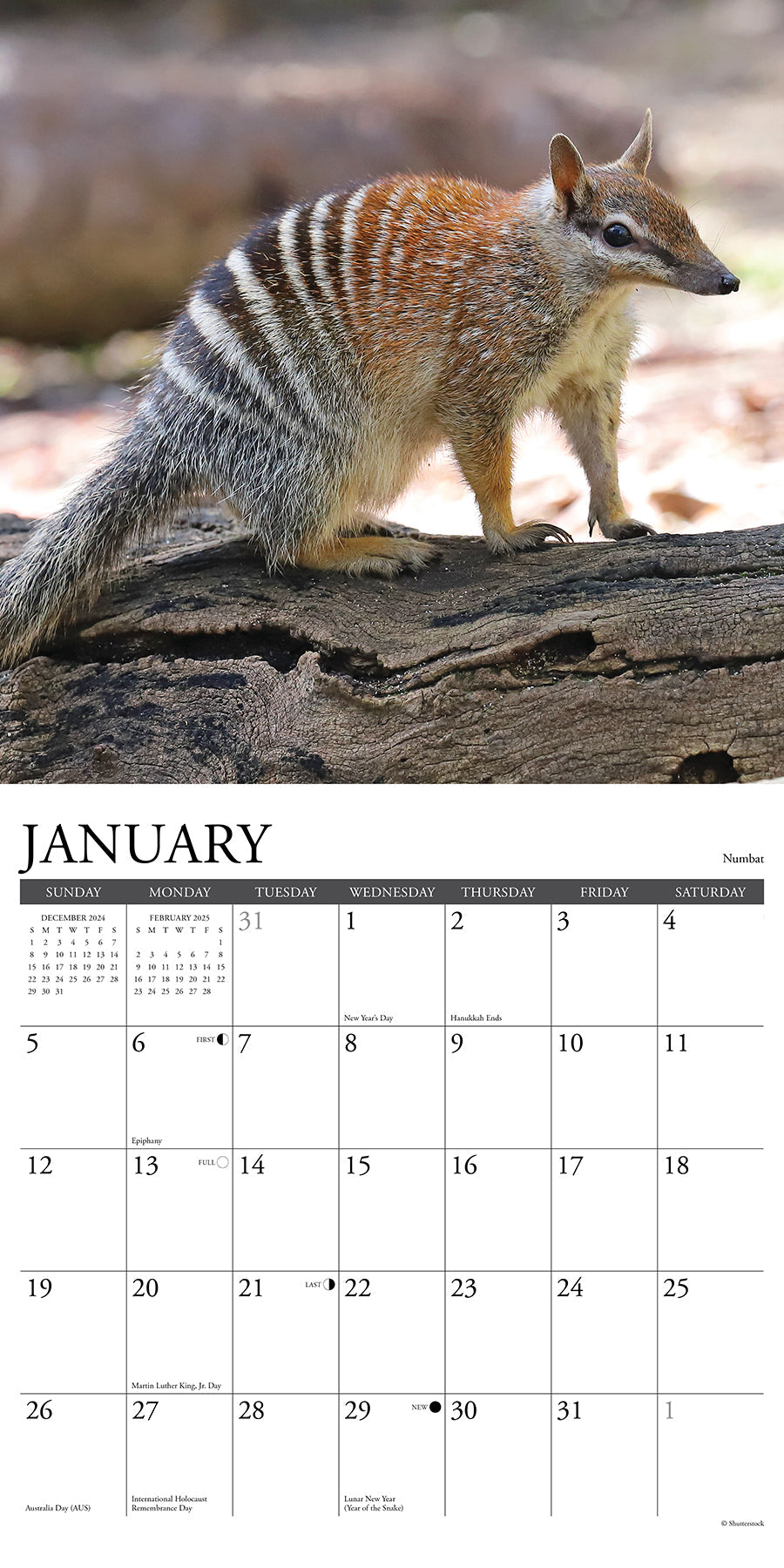 2025 Wildlife Down Under - Square Wall Calendar
