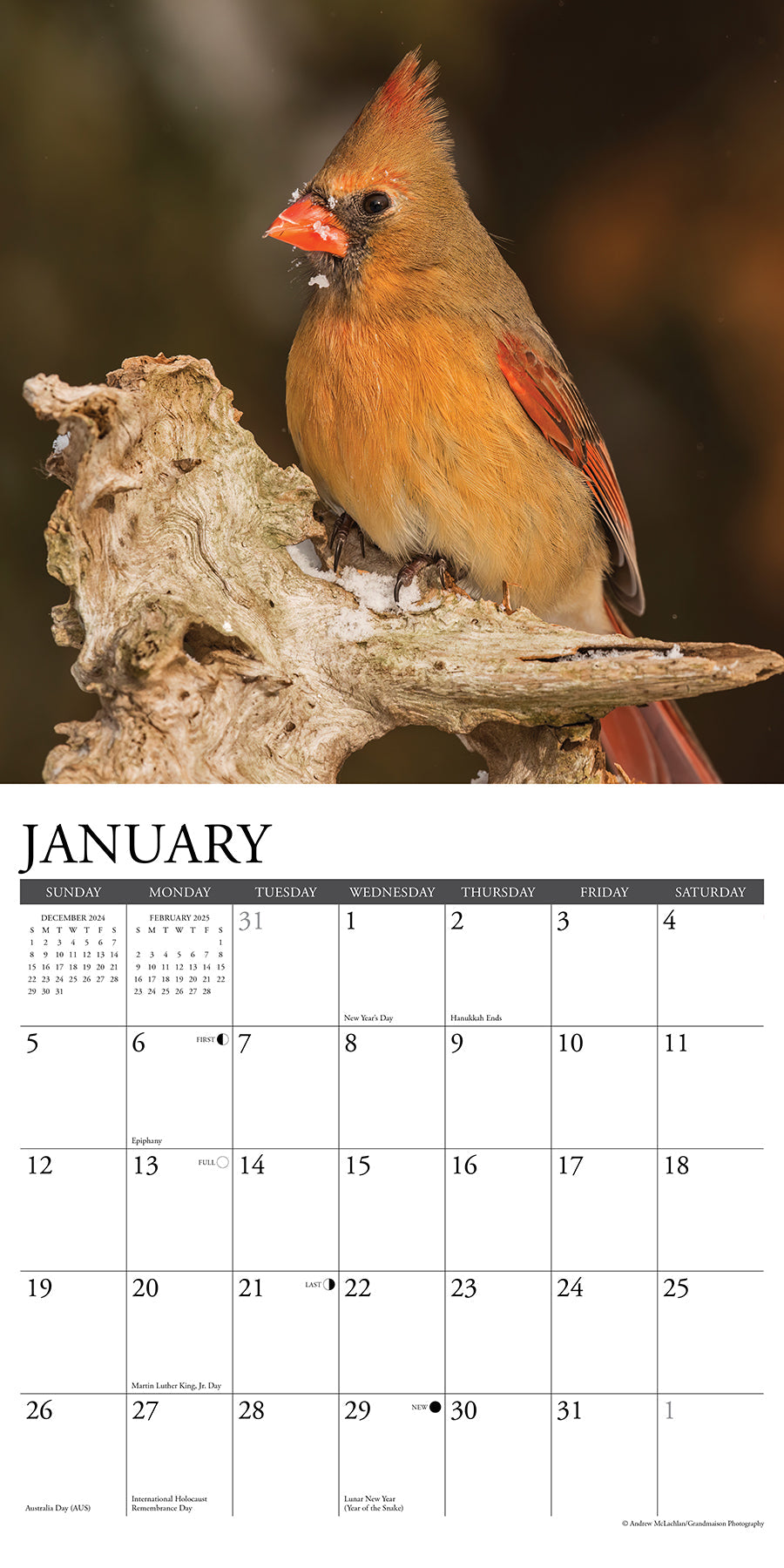 2025 Cardinals - Square Wall Calendar