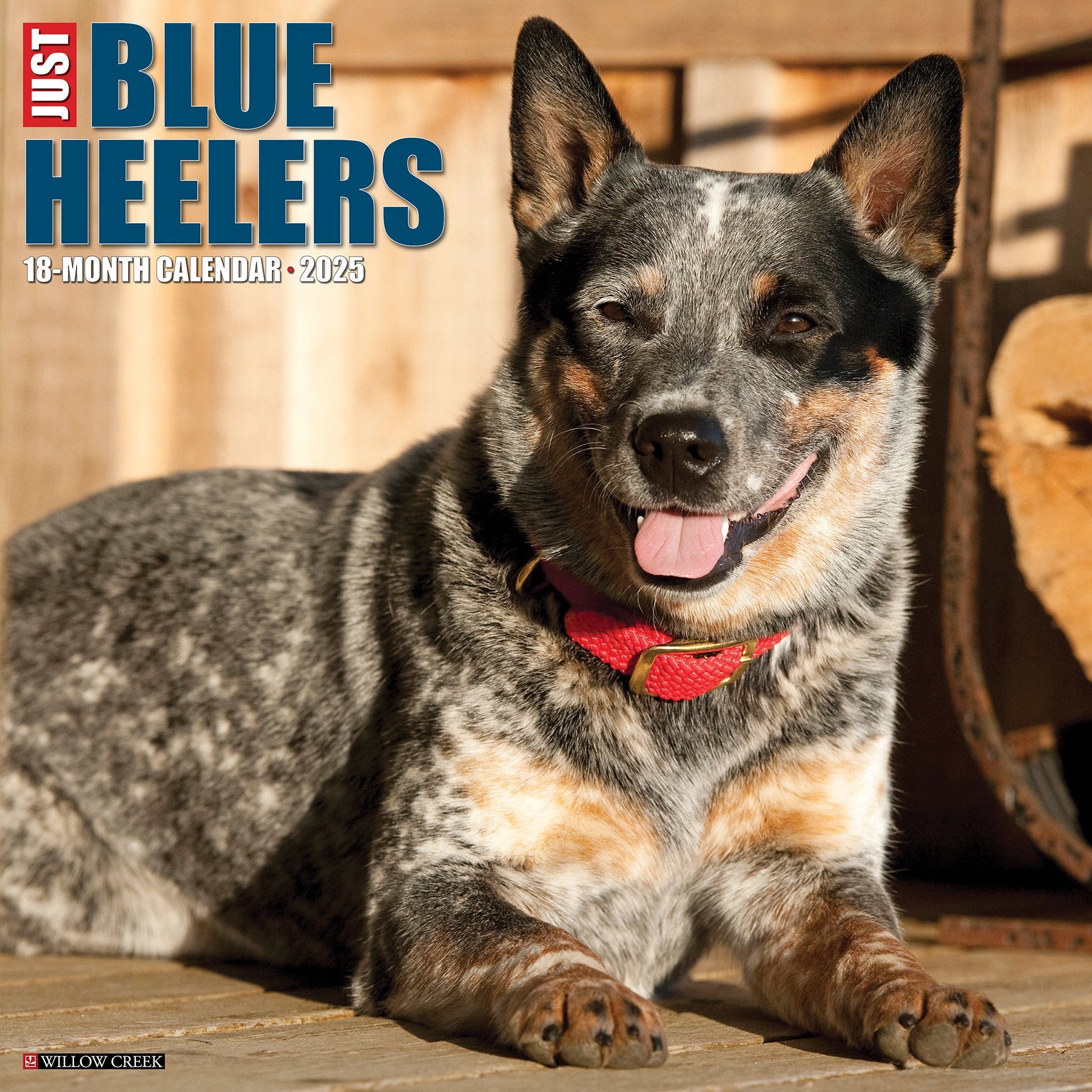 2025 Blue Heelers - Square Wall Calendar