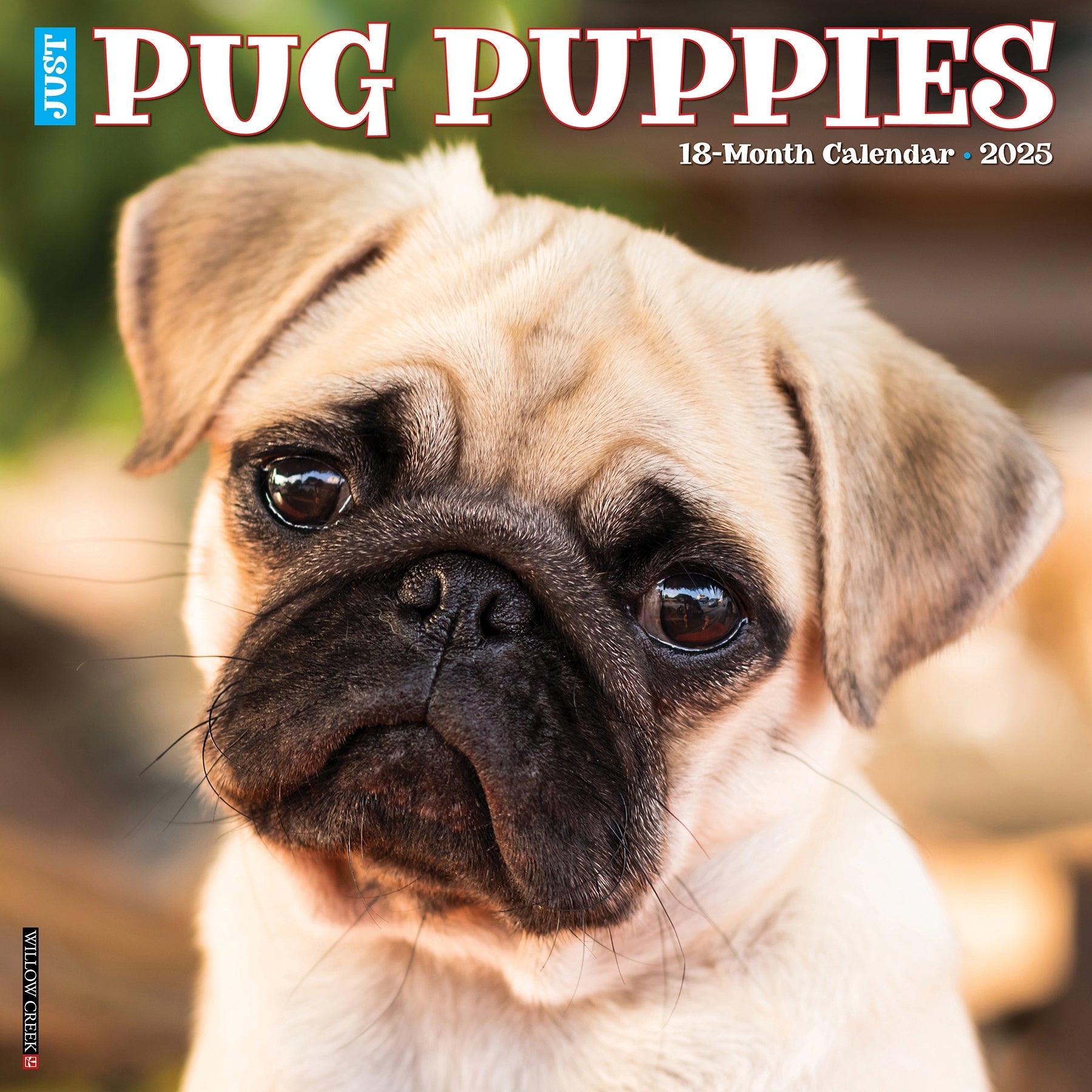 2025 Pug Puppies - Square Wall Calendar