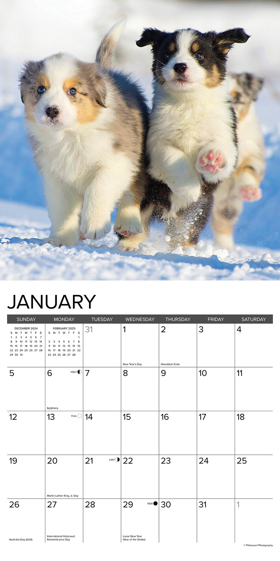 2025 Australian Shepherd Puppies - Square Wall Calendar