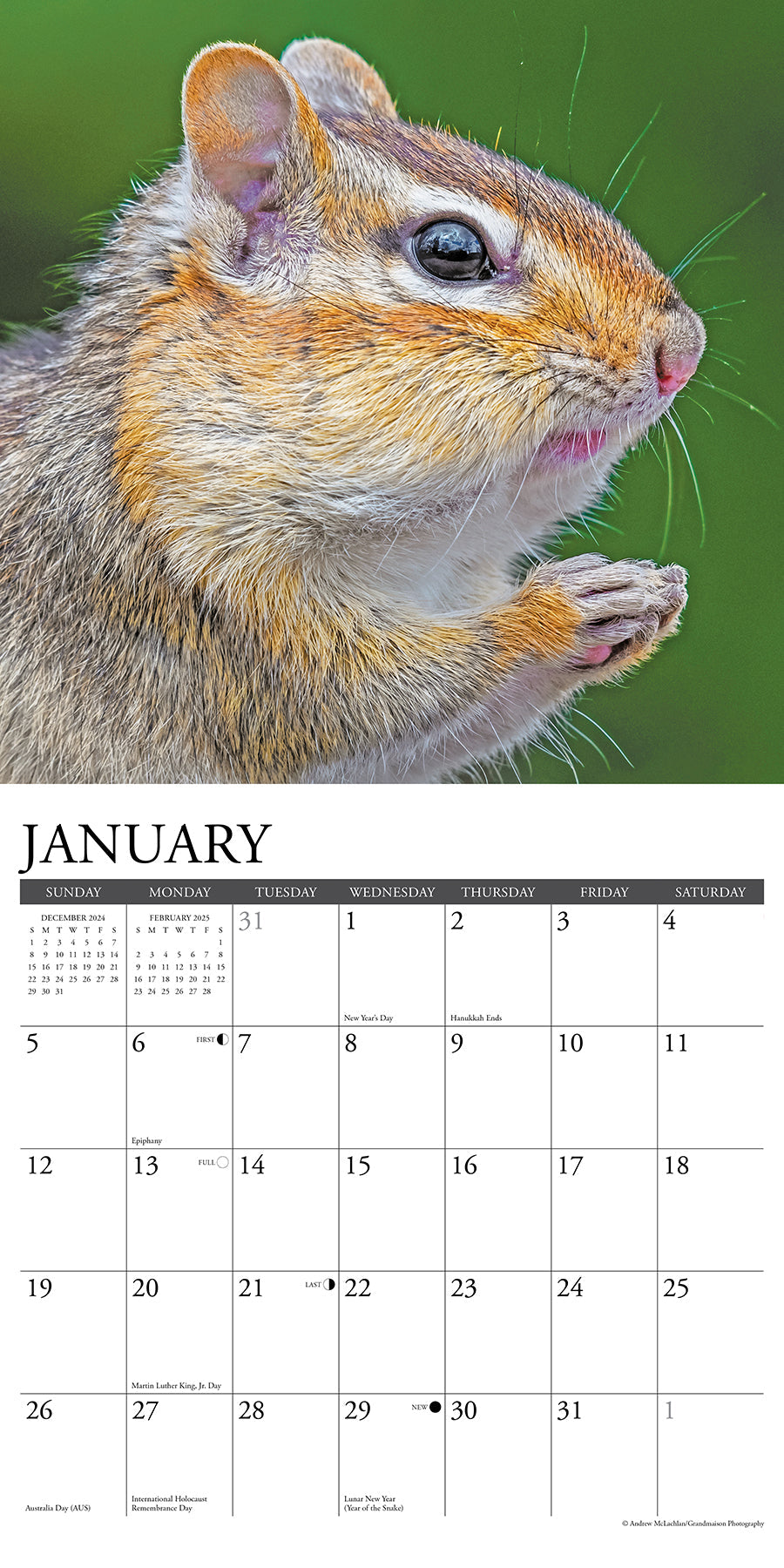 2025 Chipmunks (Gone Nuts!) - Square Wall Calendar