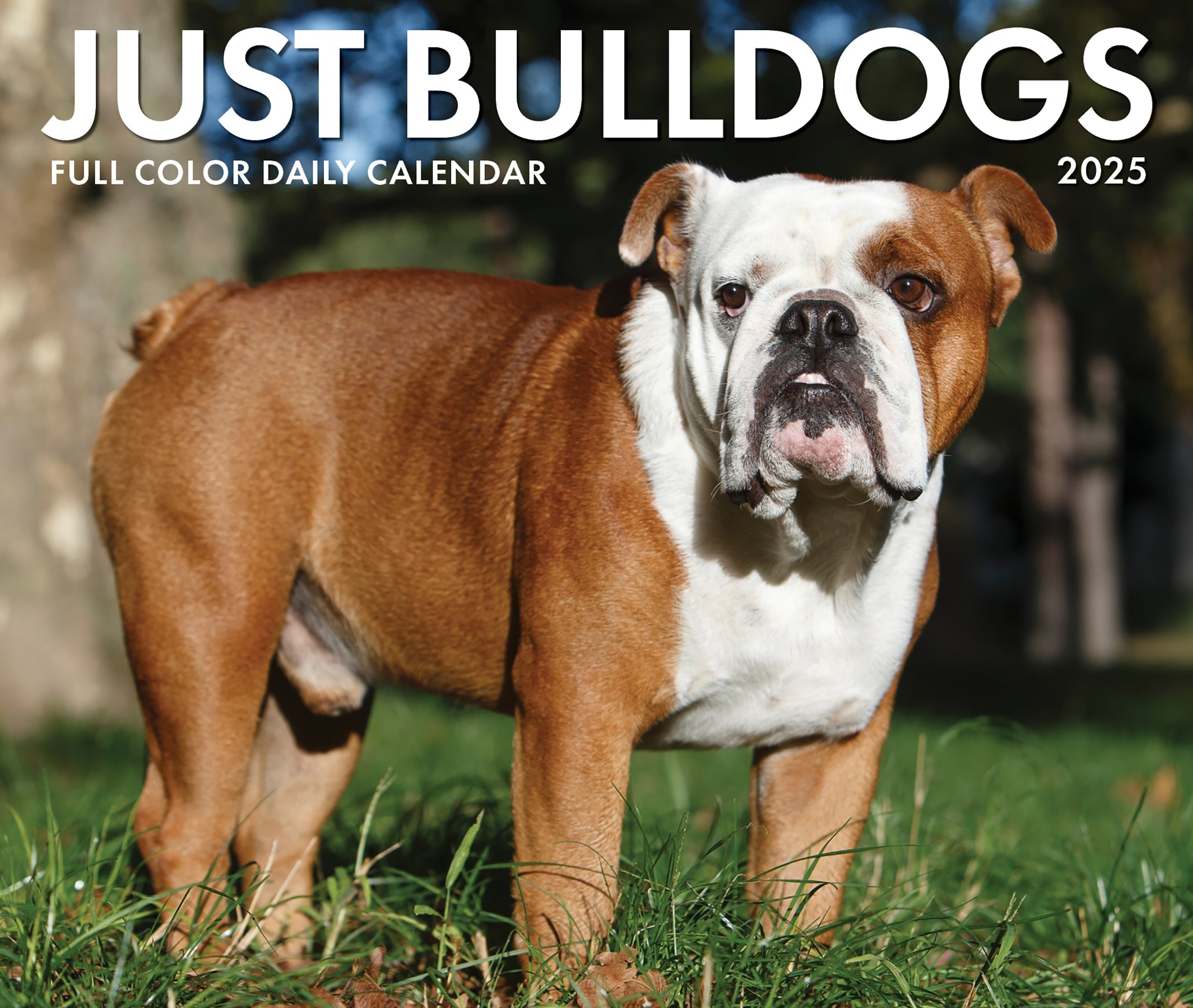 2025 Bulldogs - Daily Boxed Page-A-Day Calendar