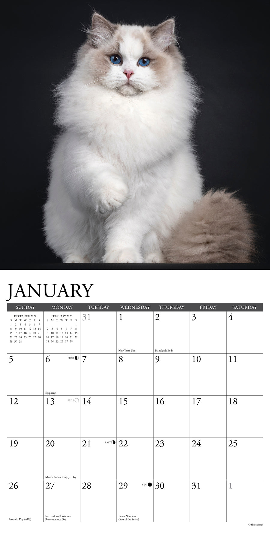 2025 Cats - Square Wall Calendar