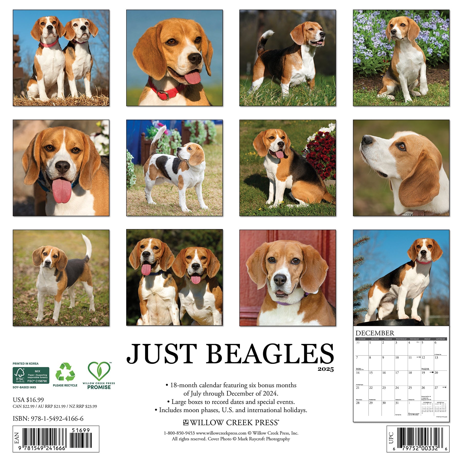 2025 Beagles - Square Wall Calendar