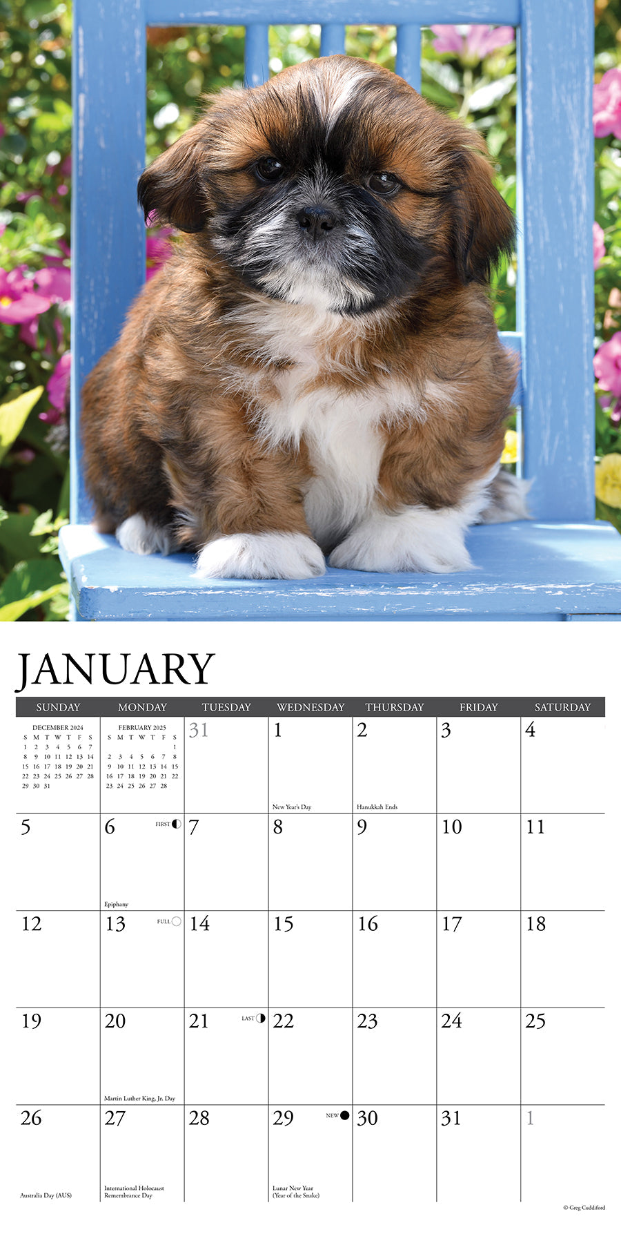 2025 Shih Tzu Puppies - Square Wall Calendar