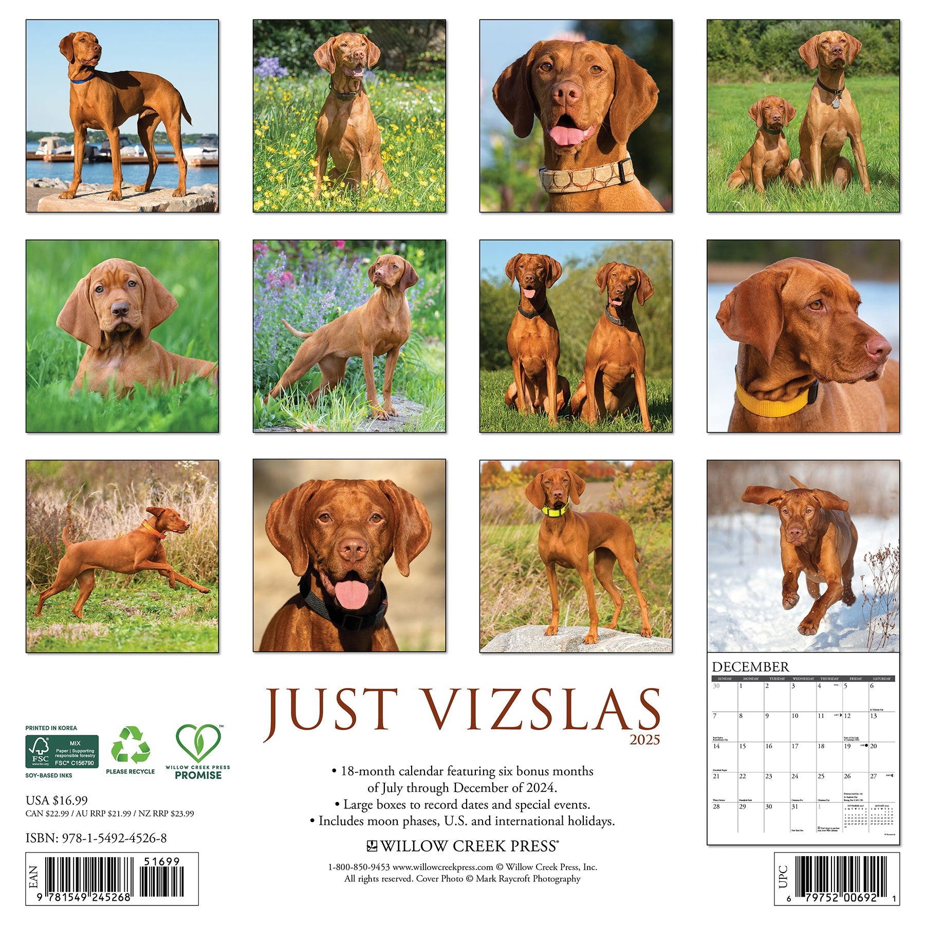 2025 Vizslas - Square Wall Calendar