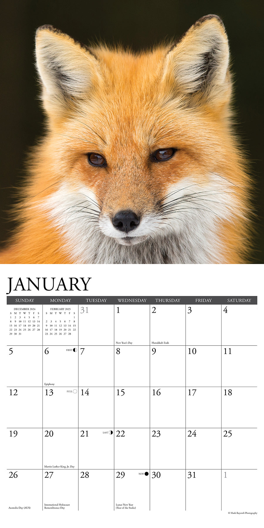 2025 Foxes - Square Wall Calendar