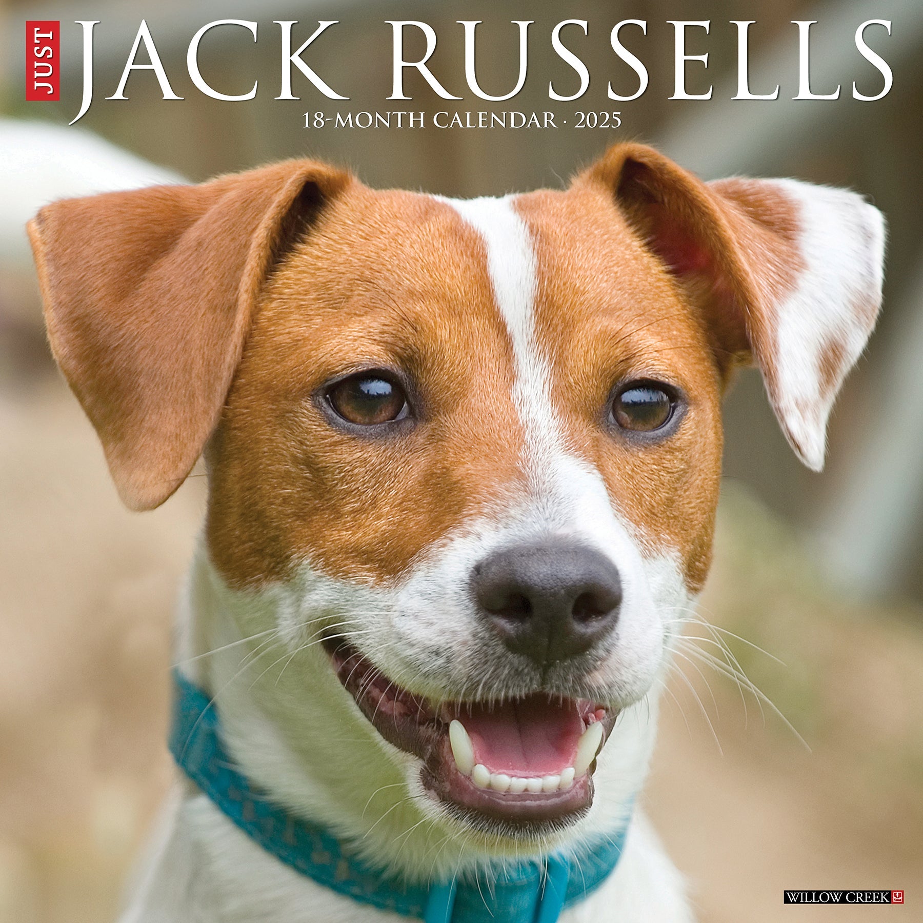 2025 Jack Russells - Square Wall Calendar