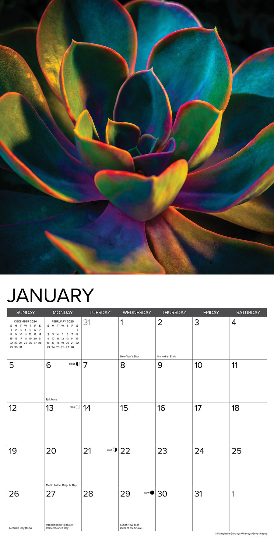 2025 Succulents - Square Wall Calendar