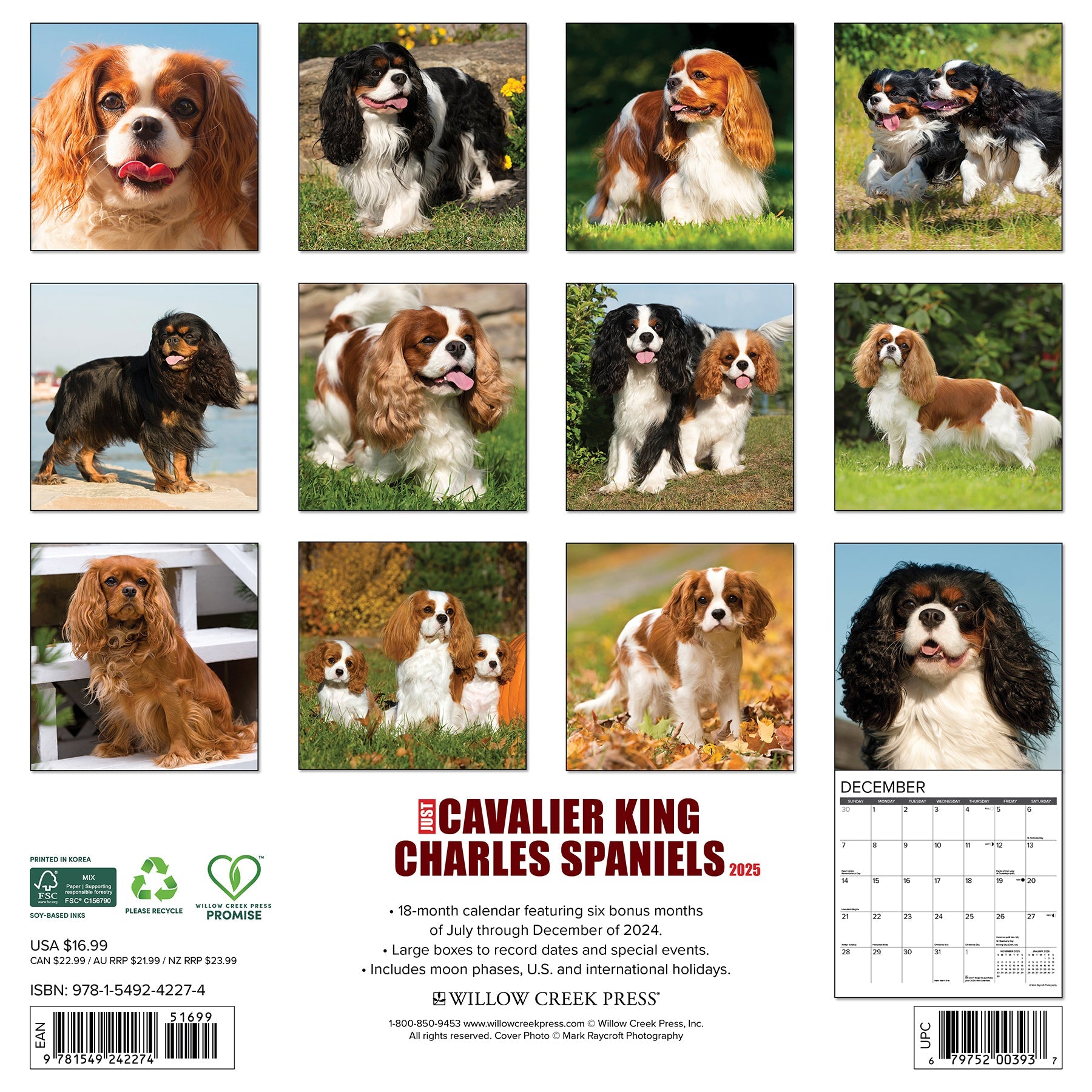 2025 Cavalier King Charles Spaniels - Square Wall Calendar