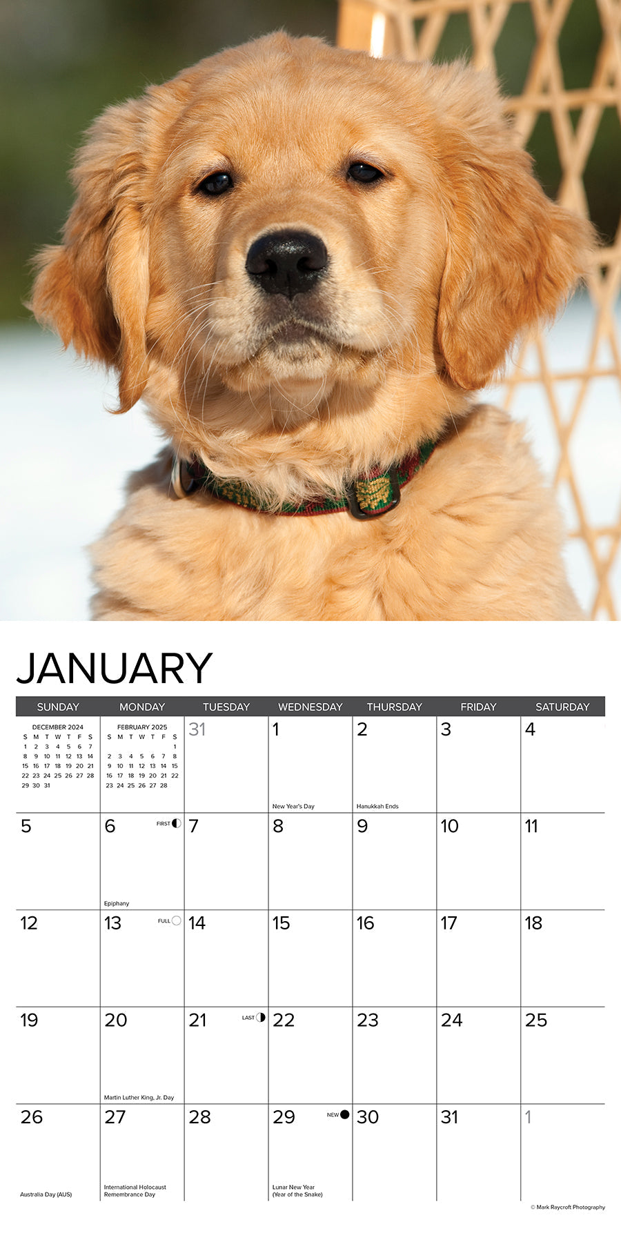 2025 Golden Puppies - Square Wall Calendar