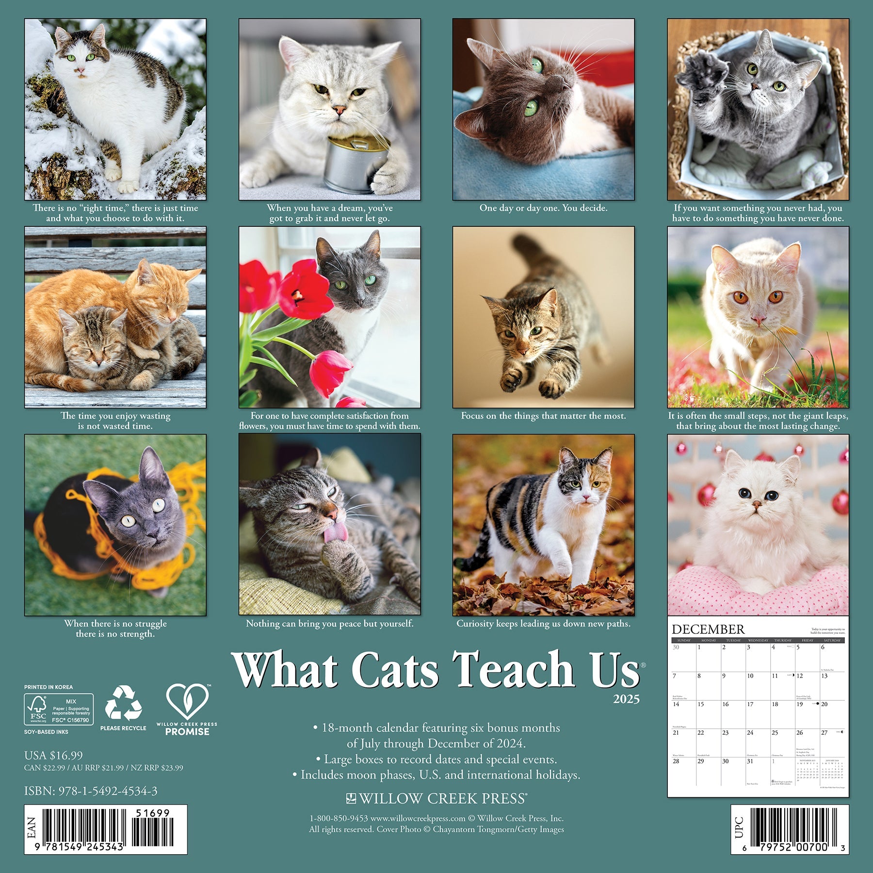 2025 What Cats Teach Us - Square Wall Calendar