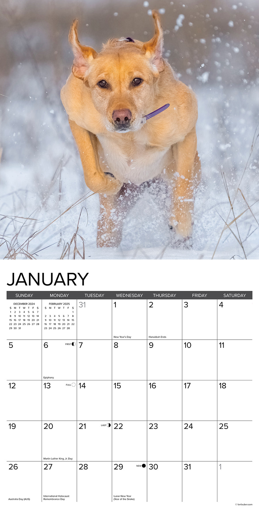 2025 Hunting Labs - Square Wall Calendar