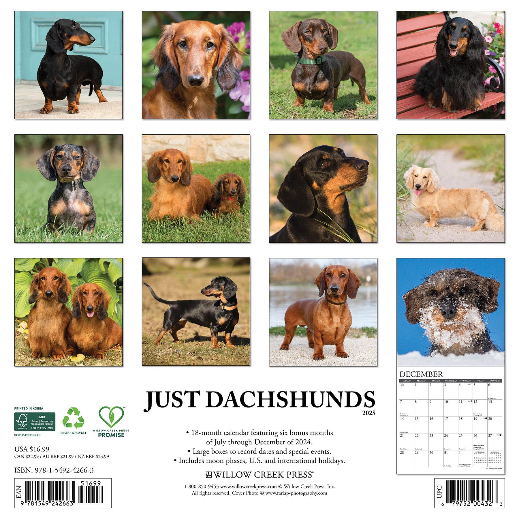 2025 Dachshunds - Square Wall Calendar