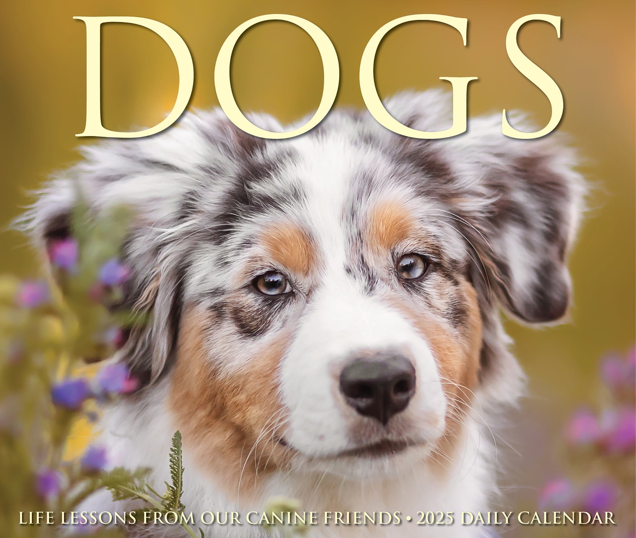 2025 Dogs - Cover Change - Daily Boxed Page-A-Day Calendar