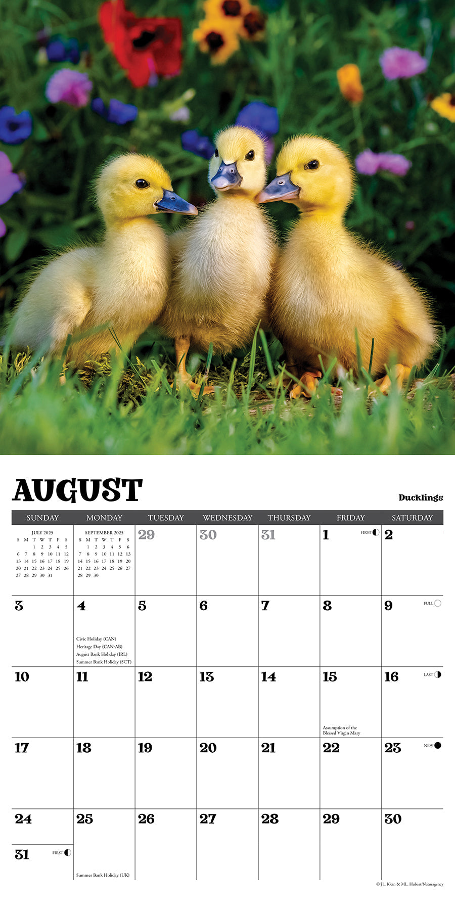 2025 Baby Animals - Square Wall Calendar