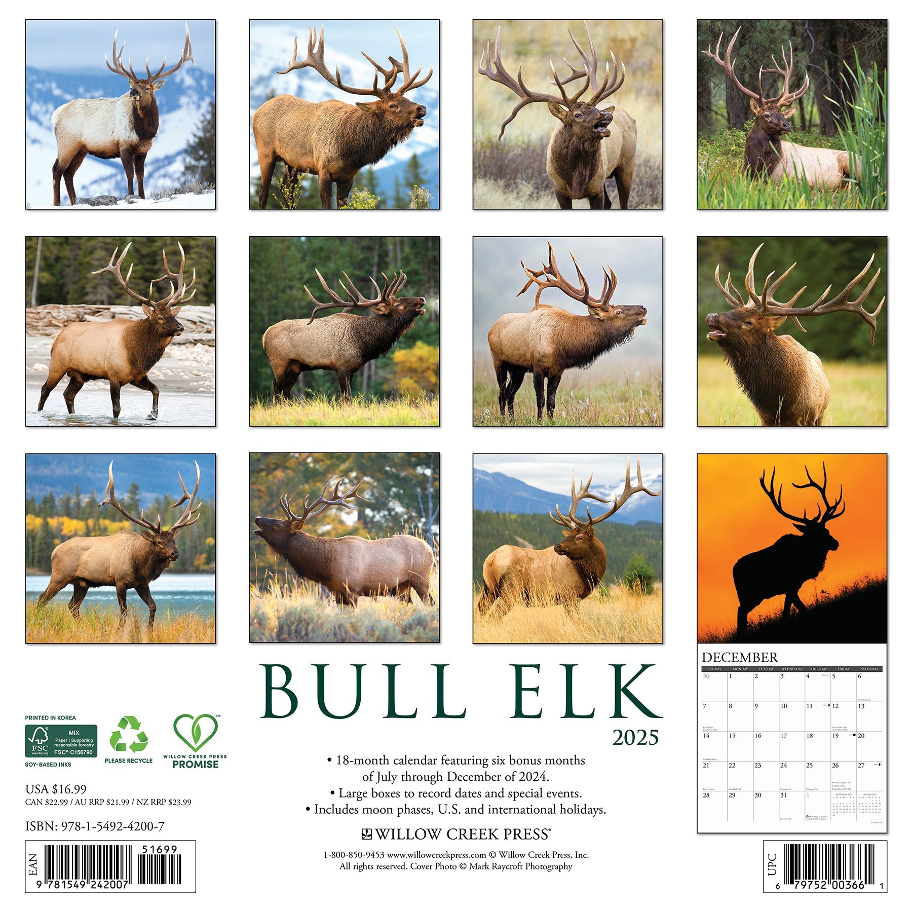 2025 Bull Elk - Square Wall Calendar