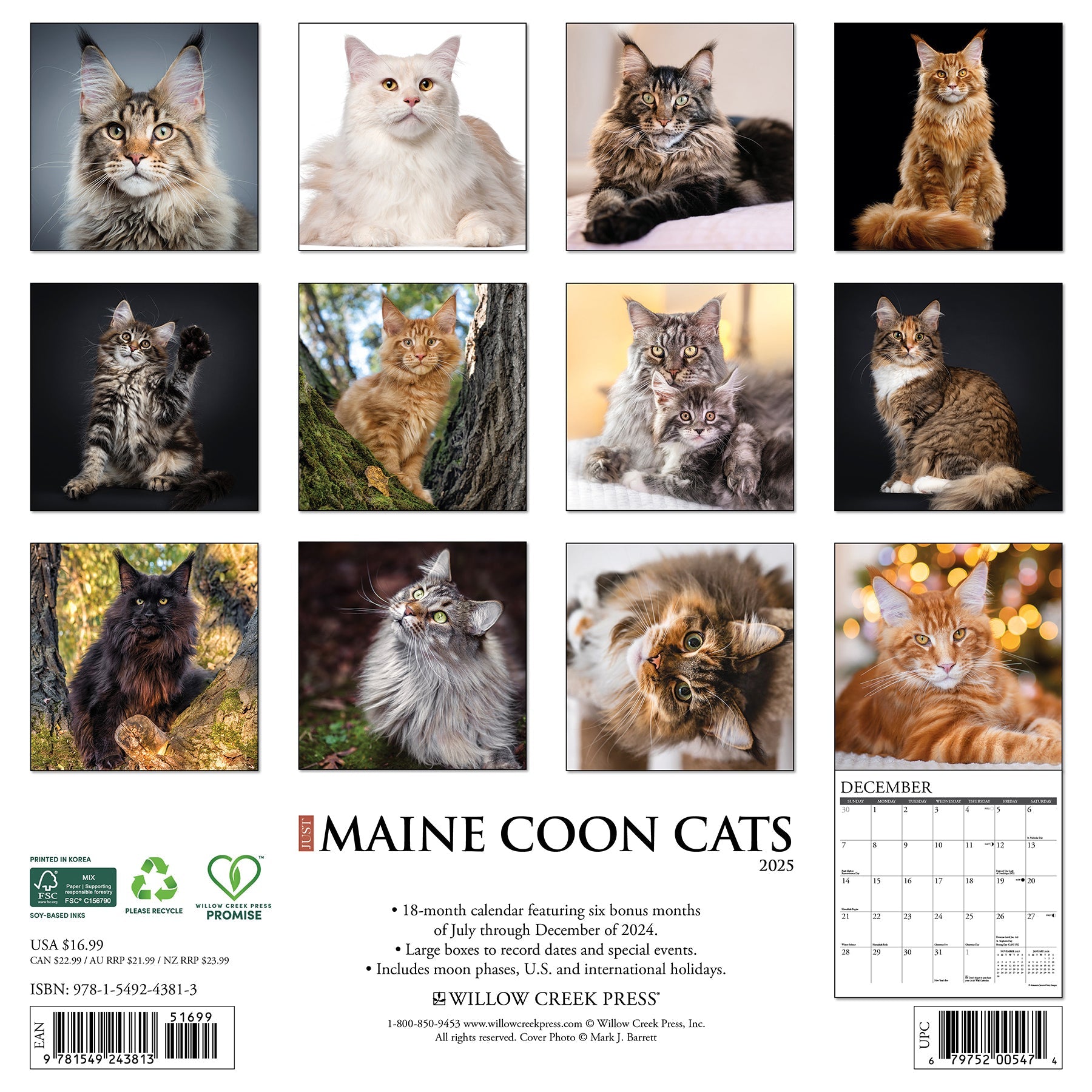 2025 Maine Coon Cats - Square Wall Calendar