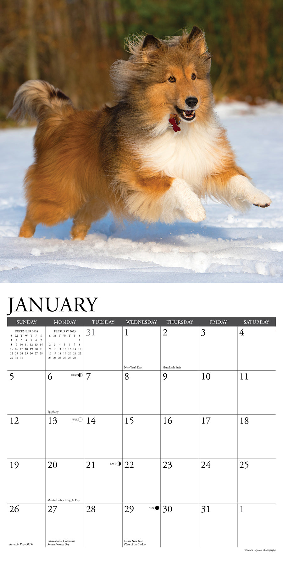 2025 Shelties - Square Wall Calendar