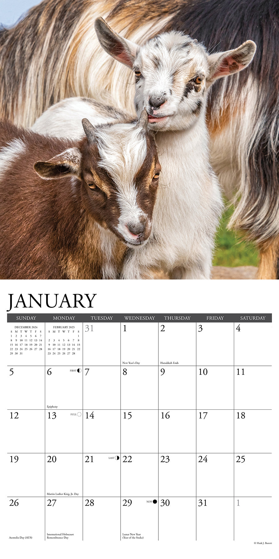 2025 Baby Goats - Square Wall Calendar