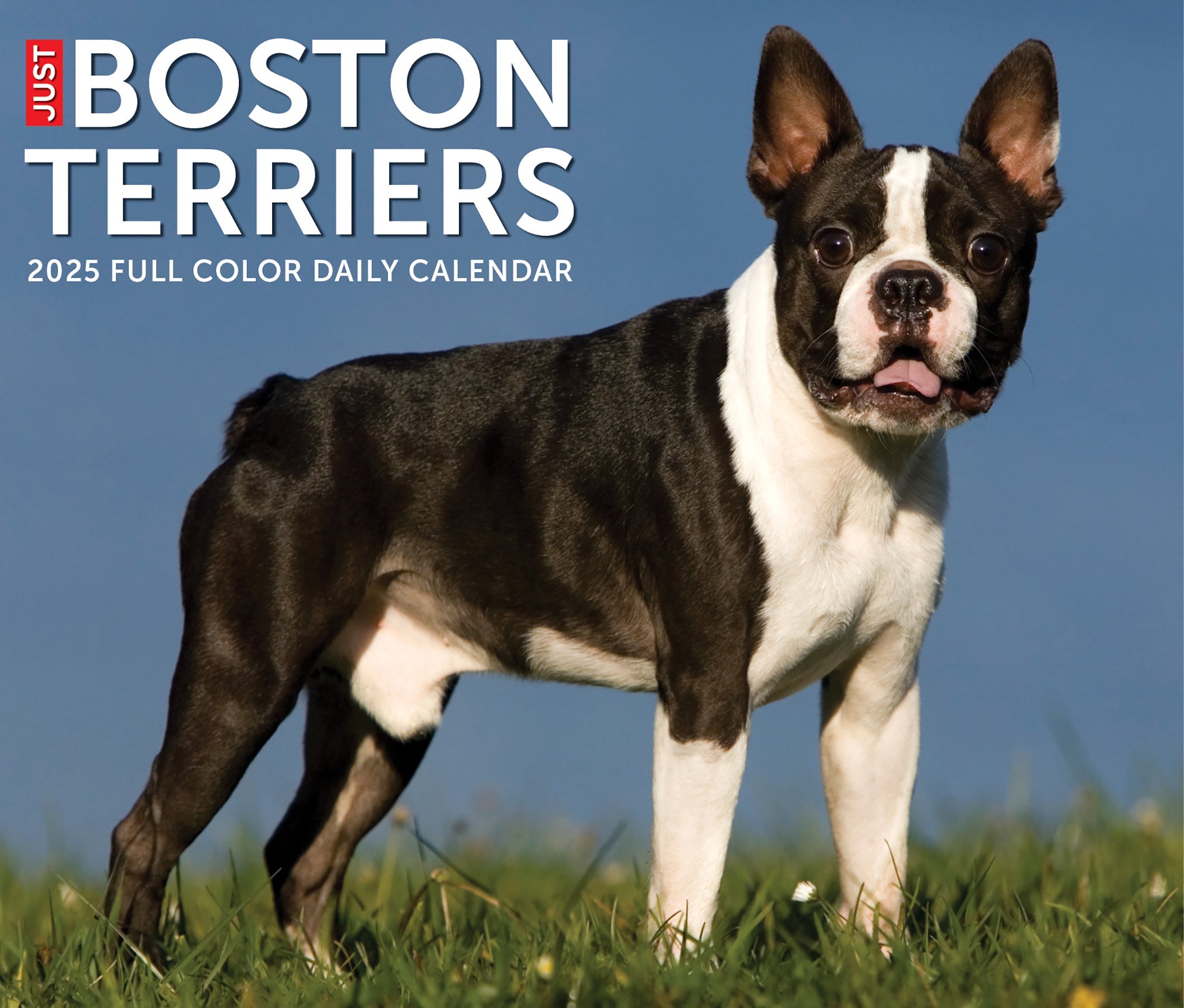 2025 Boston Terriers - Daily Boxed Page-A-Day Calendar