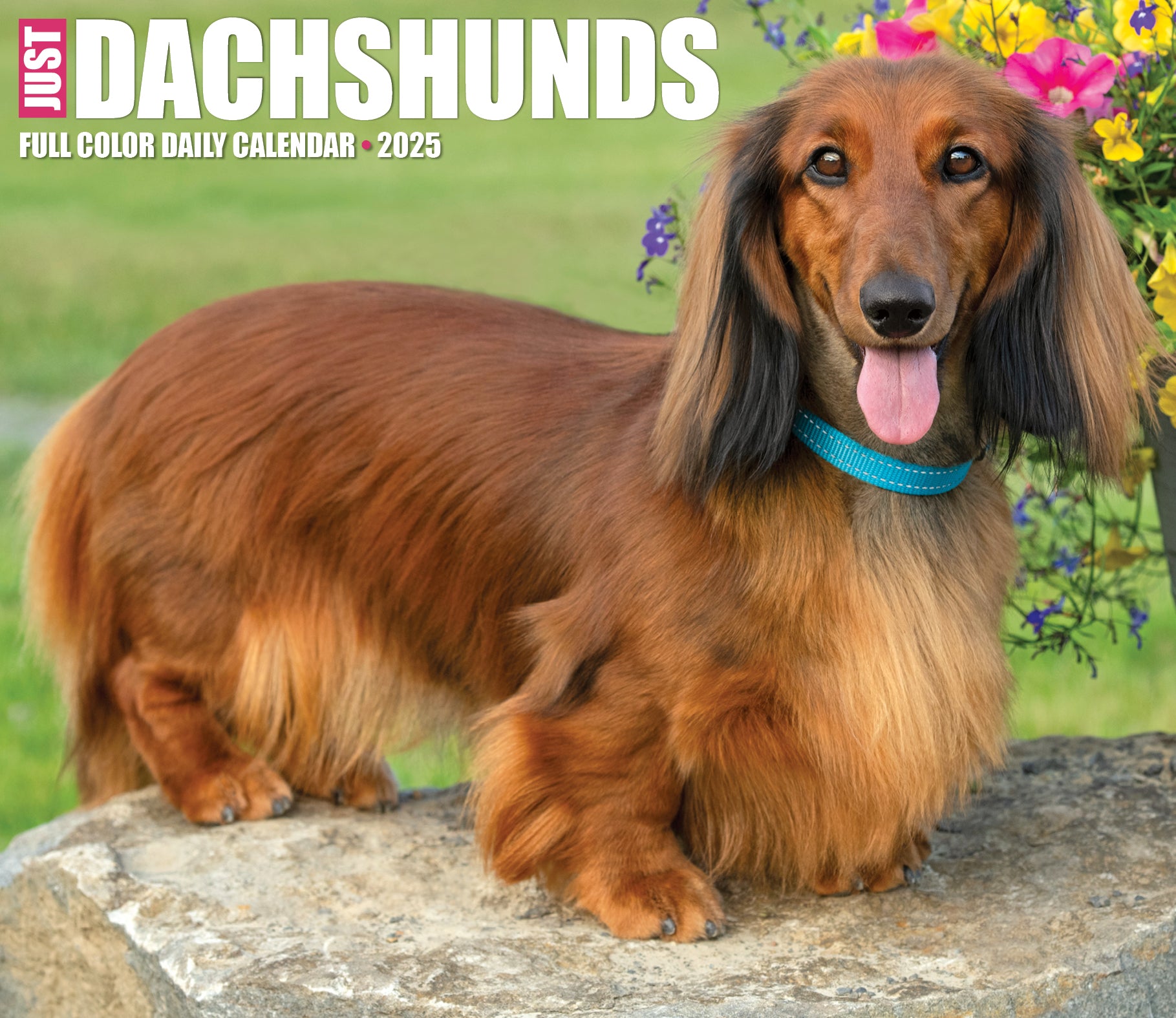 2025 Dachshunds - Daily Boxed Page-A-Day Calendar